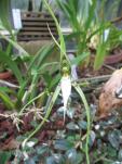 Brassia jipijapensis