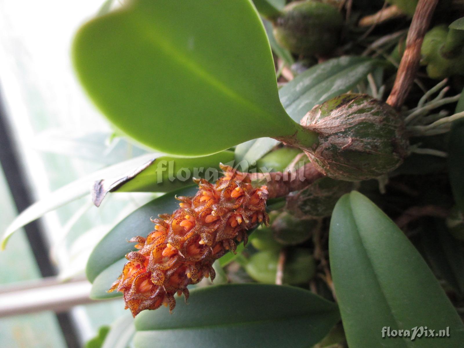 Bulbophyllum crassipes