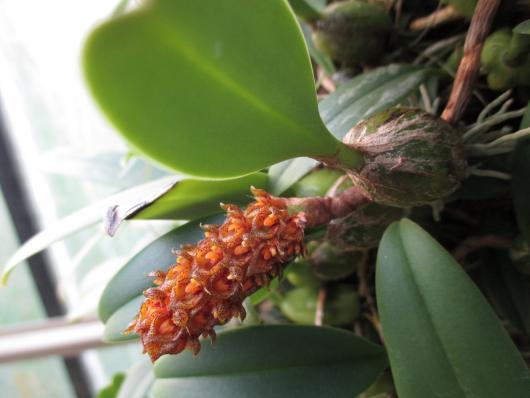 Bulbophyllum crassipes