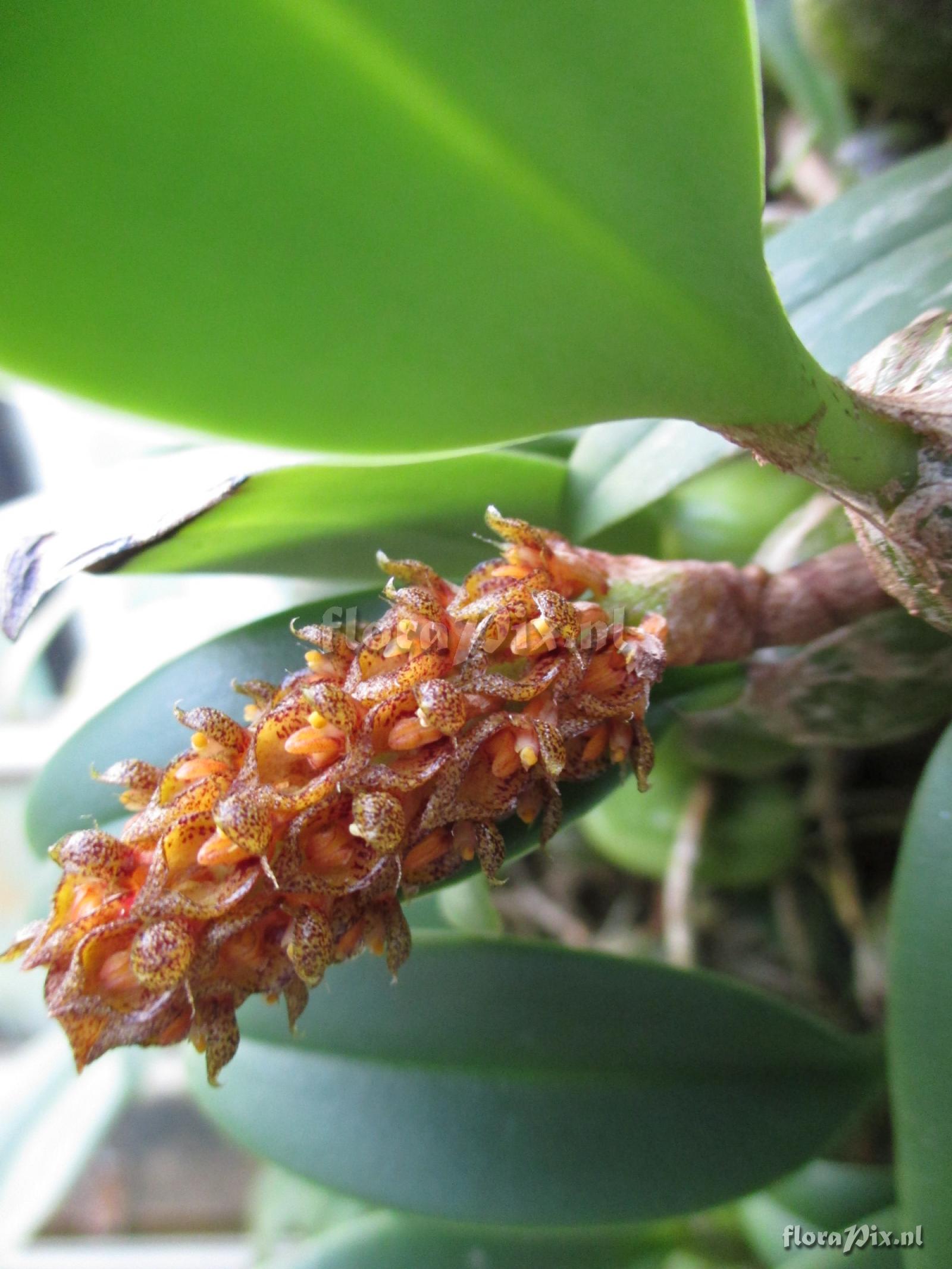 Bulbophyllum crassipes