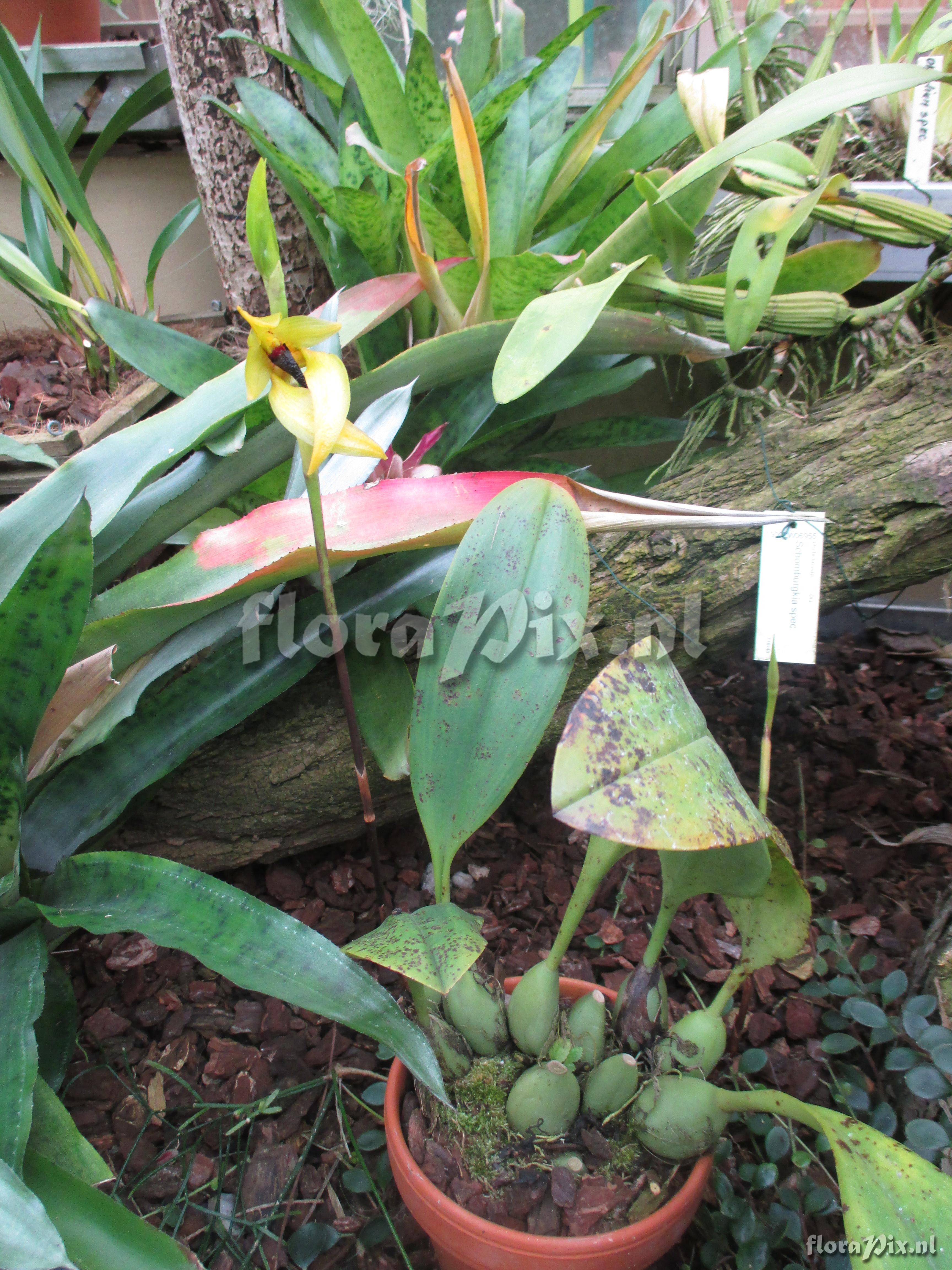 Bulbophyllum carunculatum