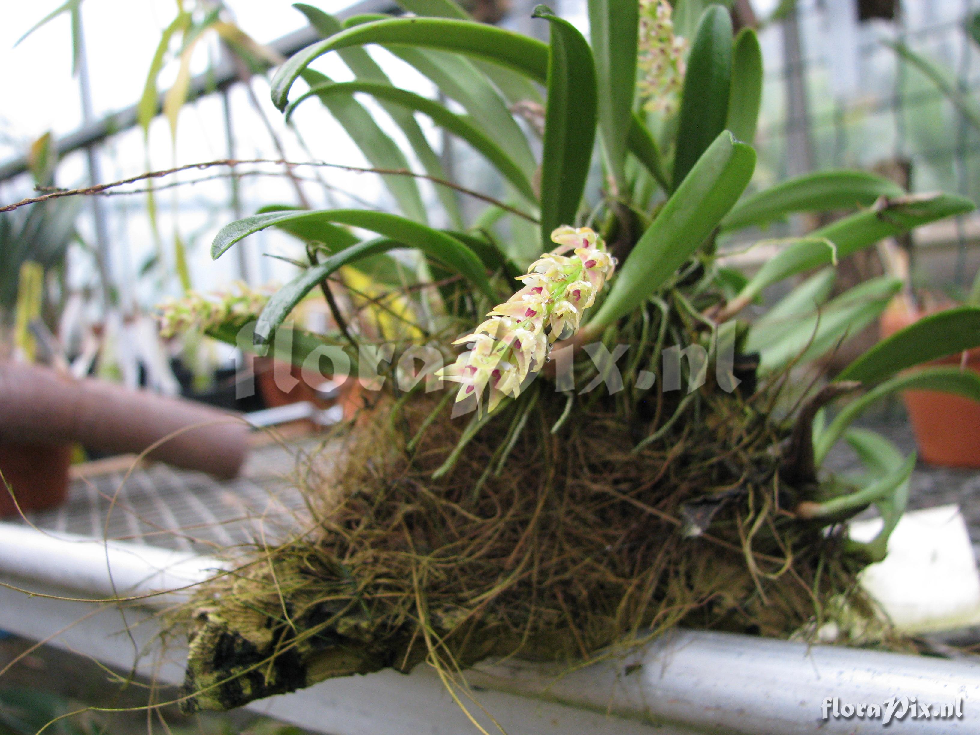 Bulbophyllum recurvum