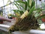 Bulbophyllum recurvum