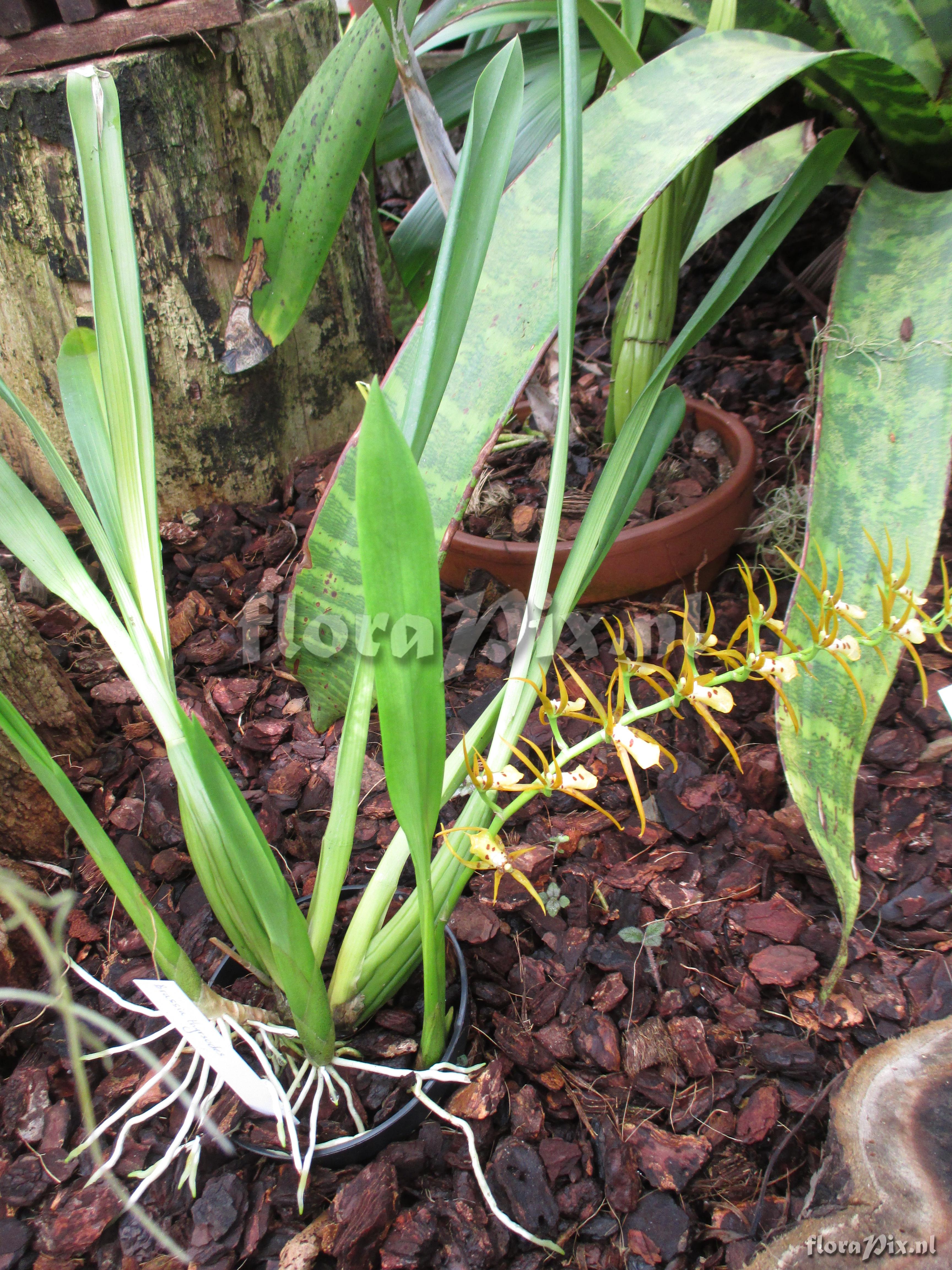 Brassia thyrsoides