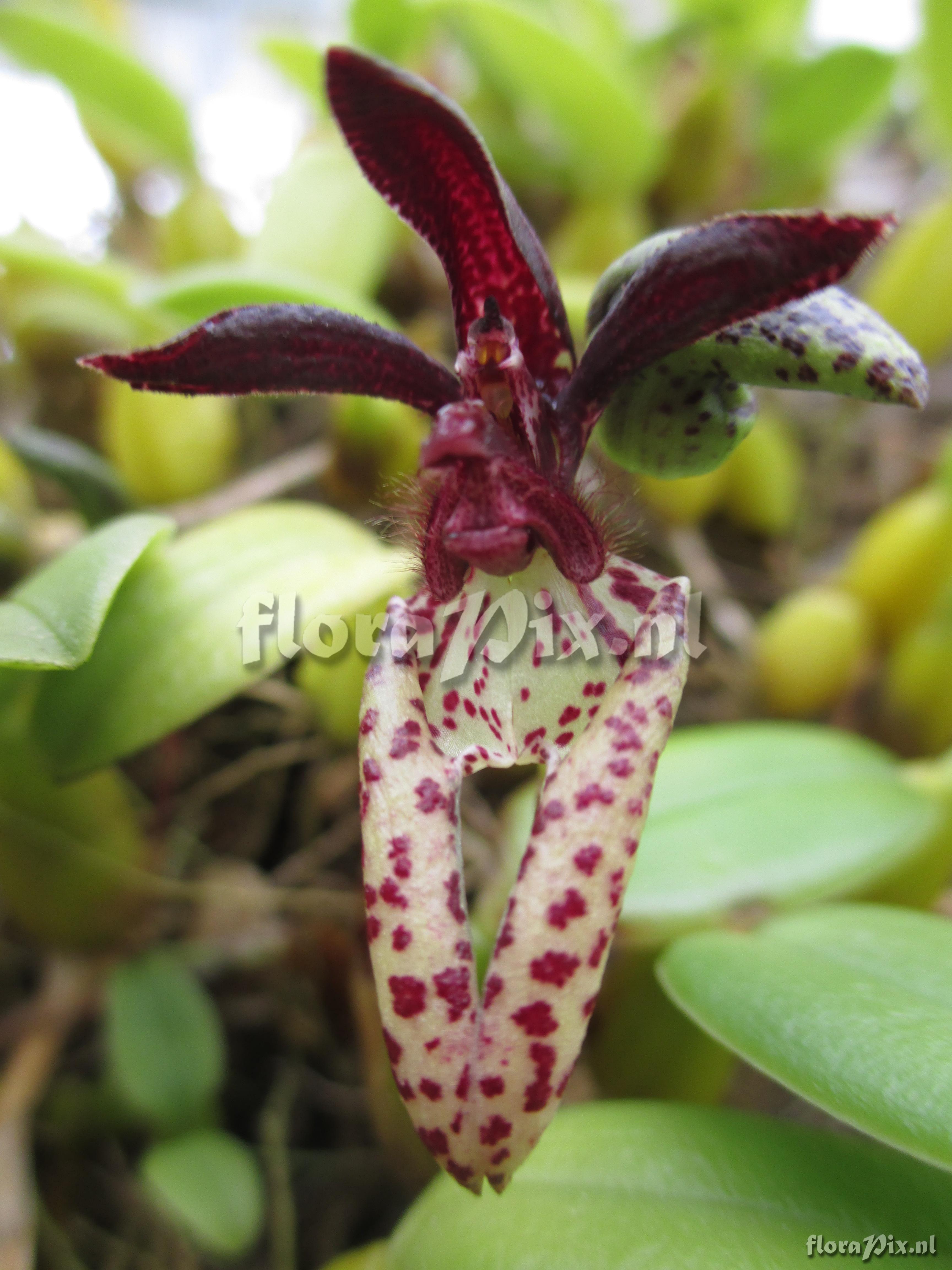 Bulbophyllum lasiochilum