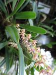 Bulbophyllum pumilum of flavidum