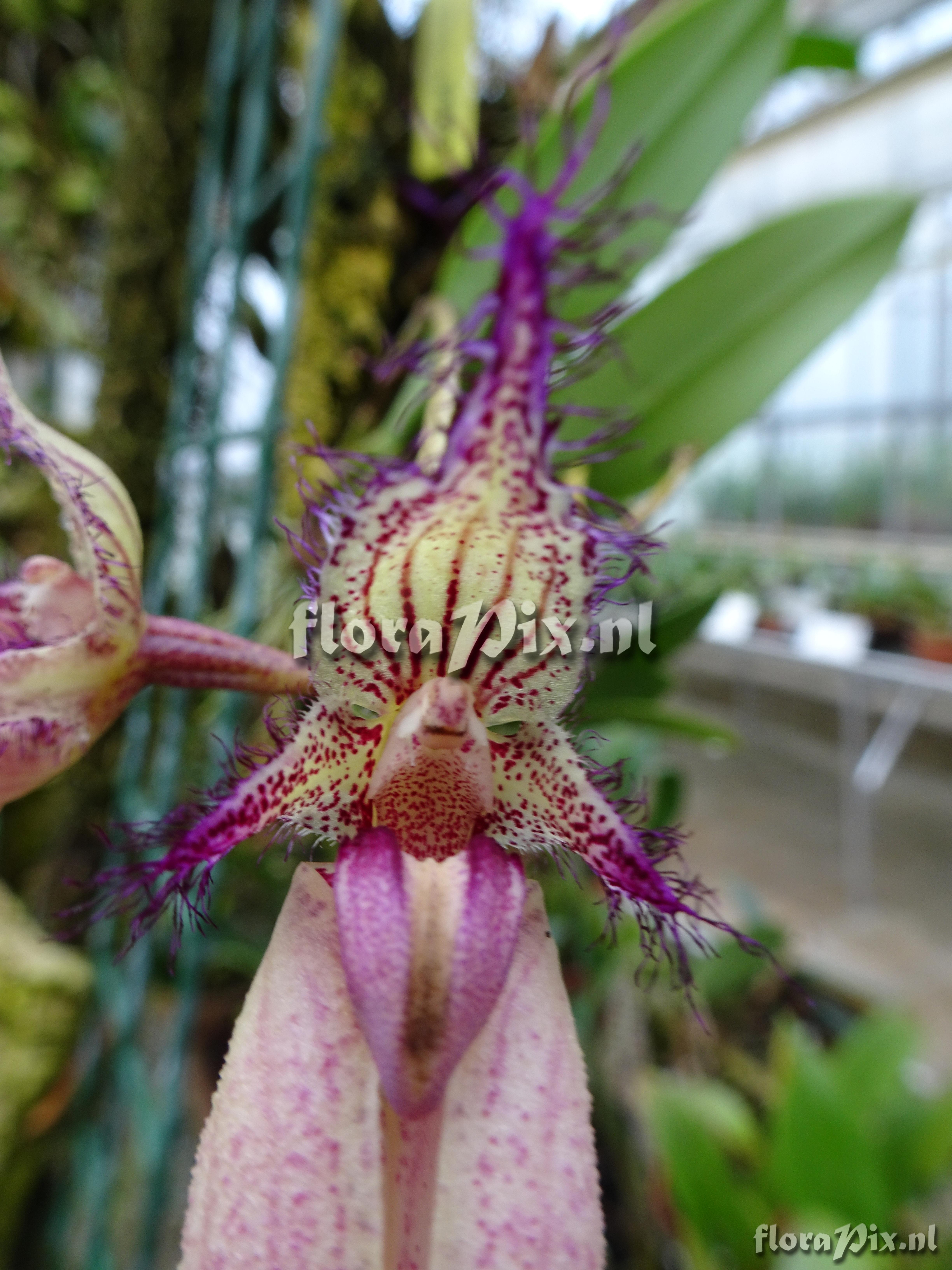 Bulbophyllum Fascination 108865