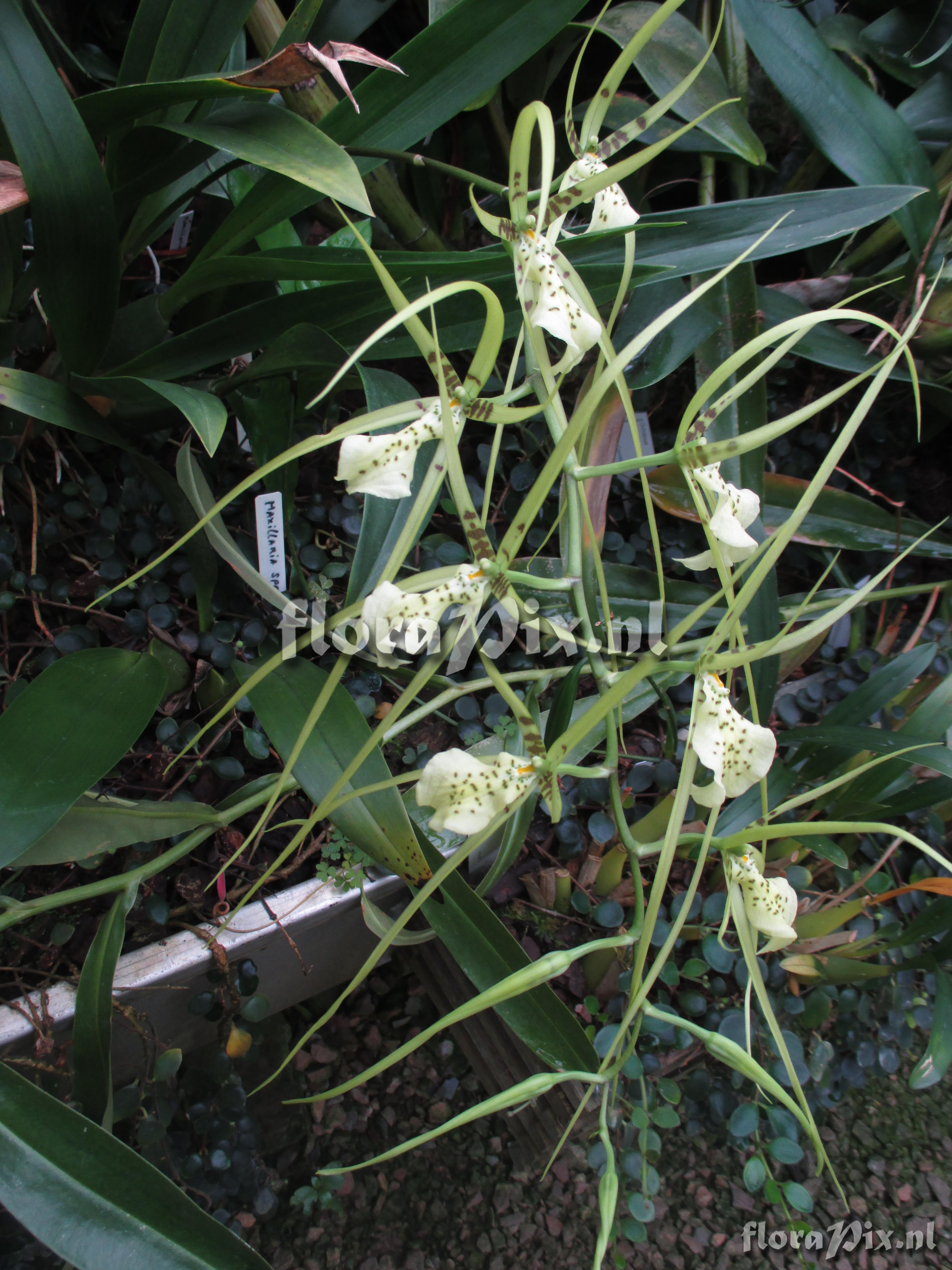 Brassia gireoudiana