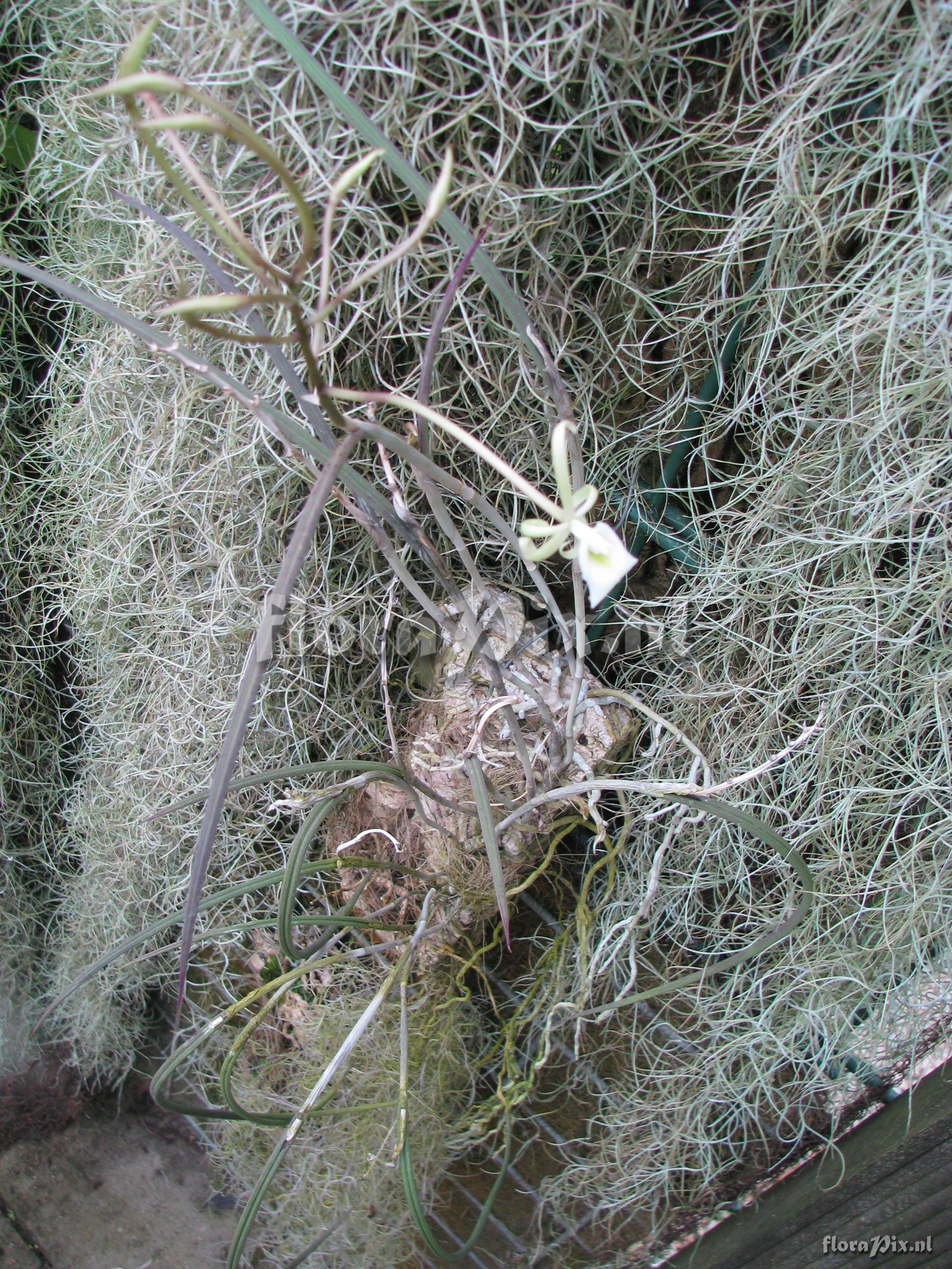 Brassavola tuberculata