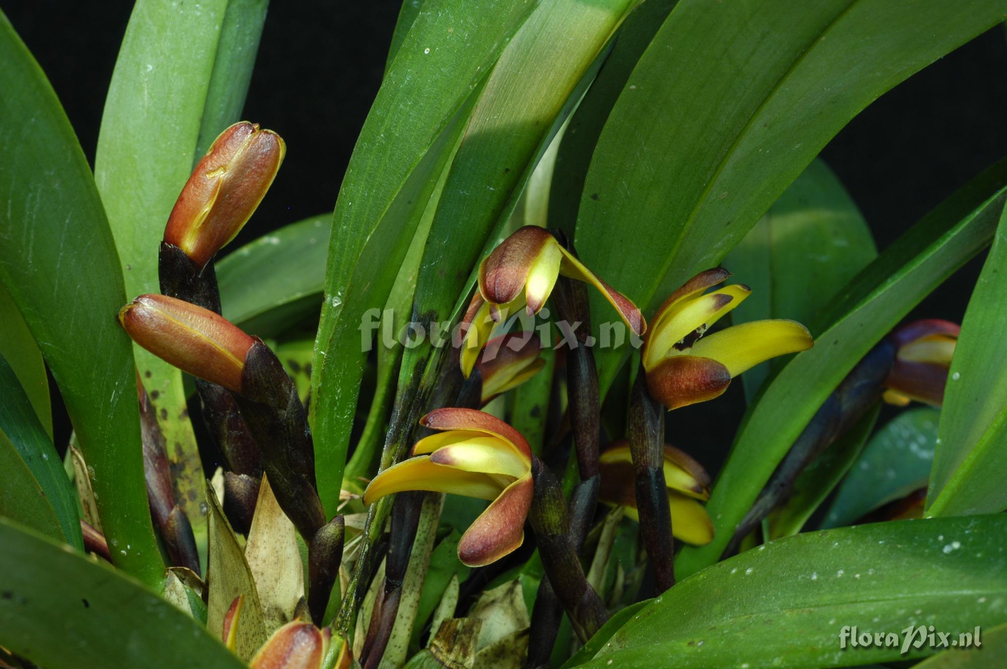 Maxillaria brunnea