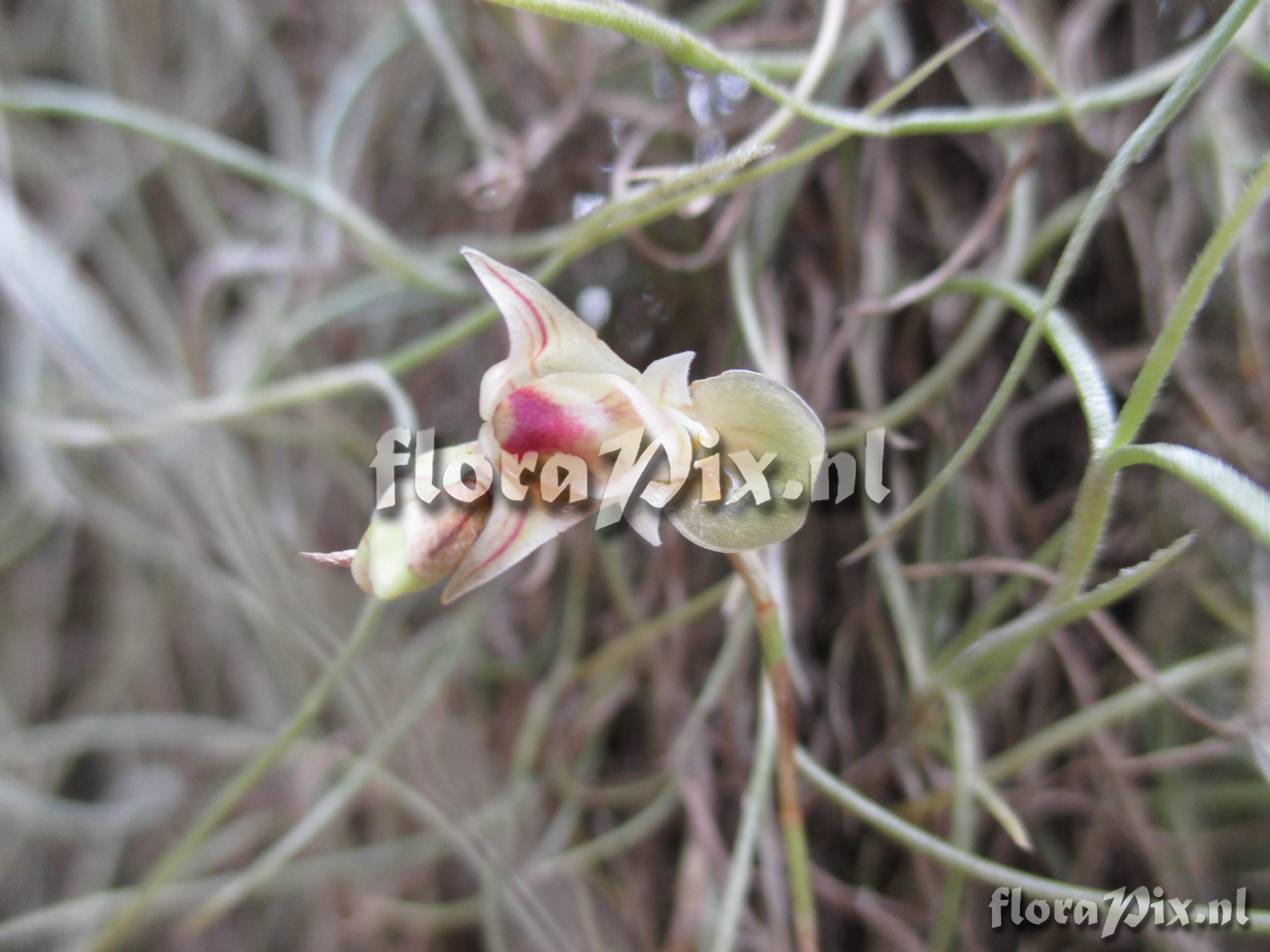 Bulbophyllum spec.