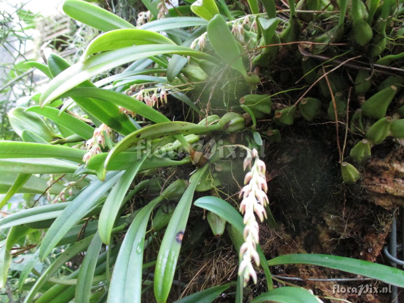 Bulbophyllum pumilum of flavidum