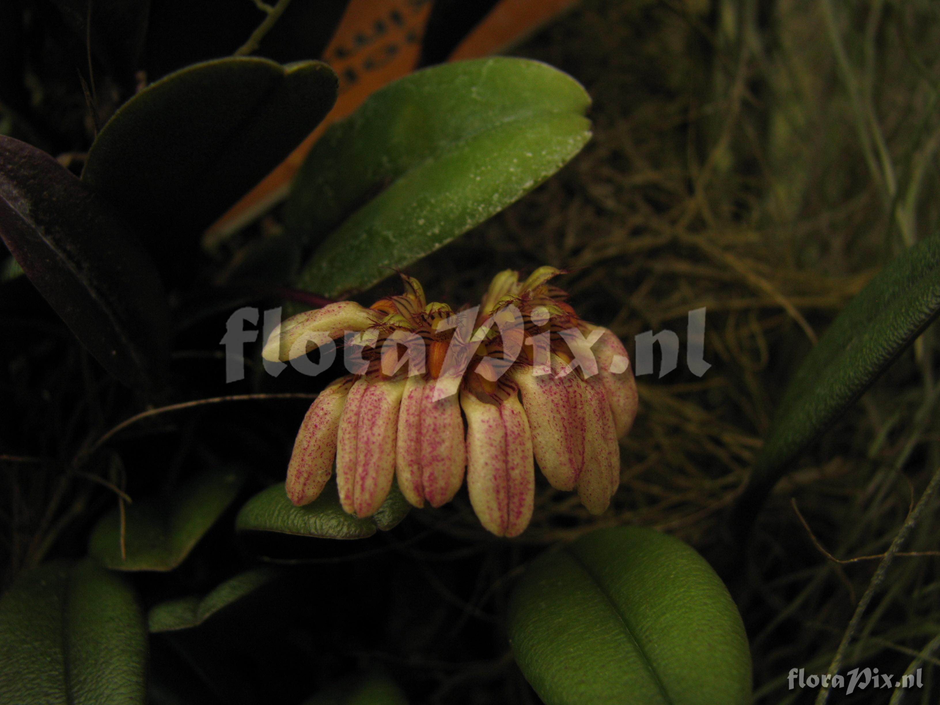 Bulbophyllum sikkimense