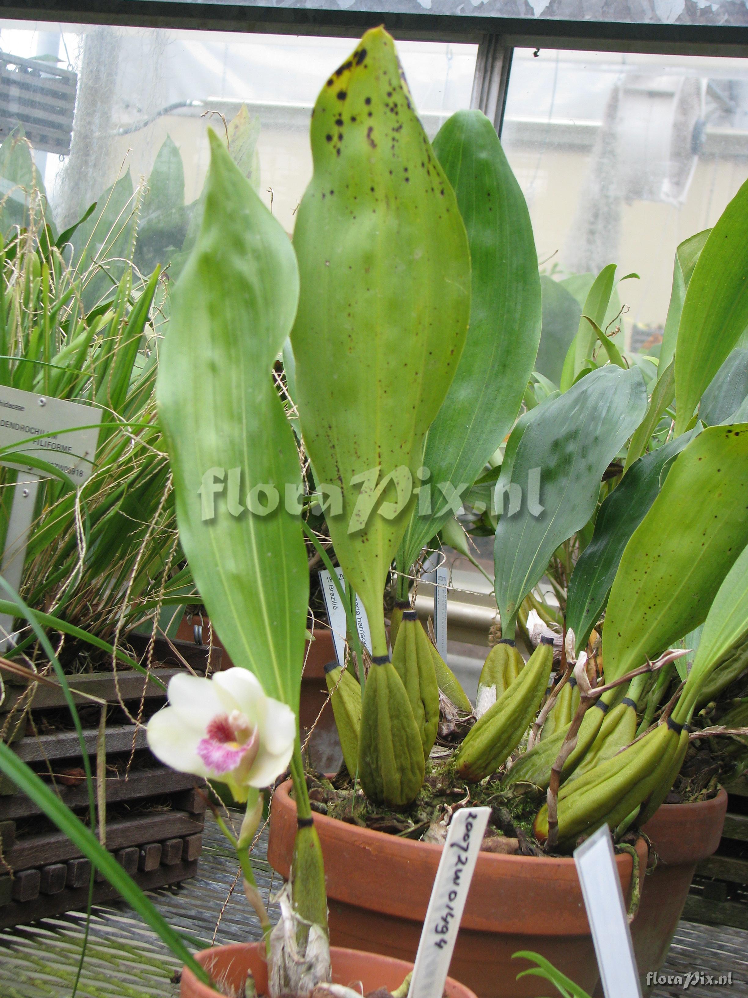 Bifrenaria harrisoniae