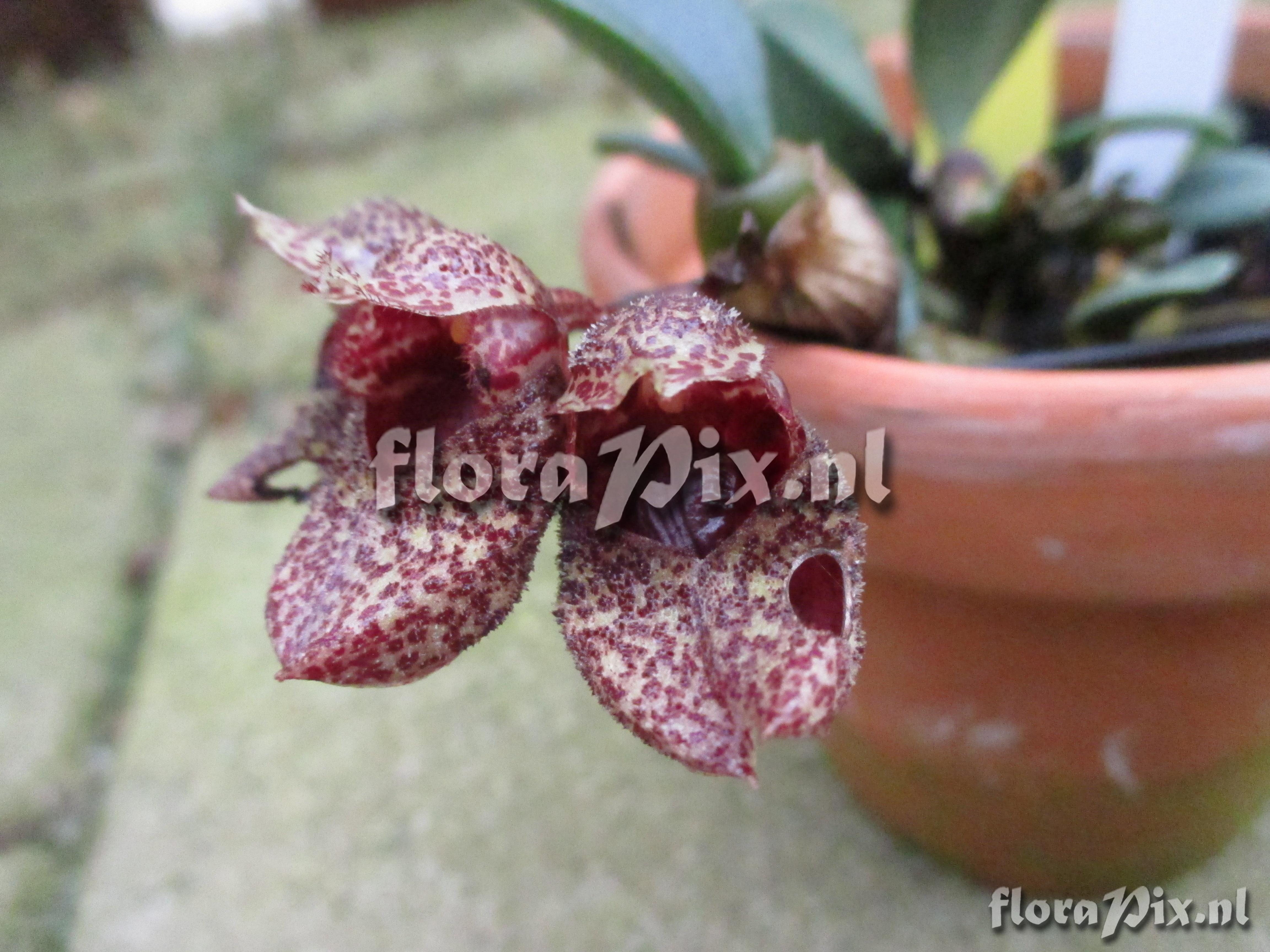 Bulbophyllum frostii