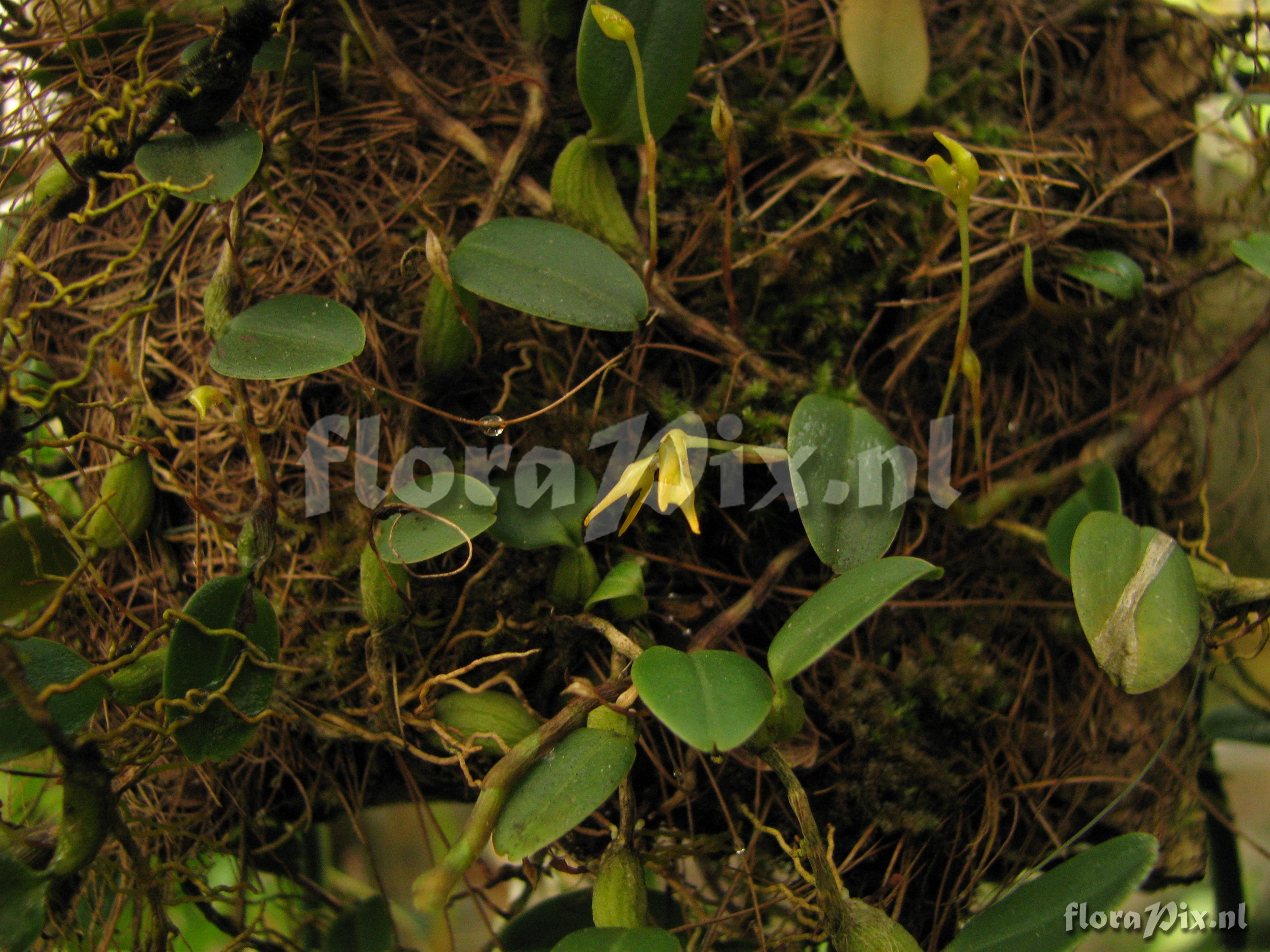 Bulbophyllum spec.