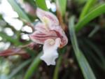 Maxillaria uncata