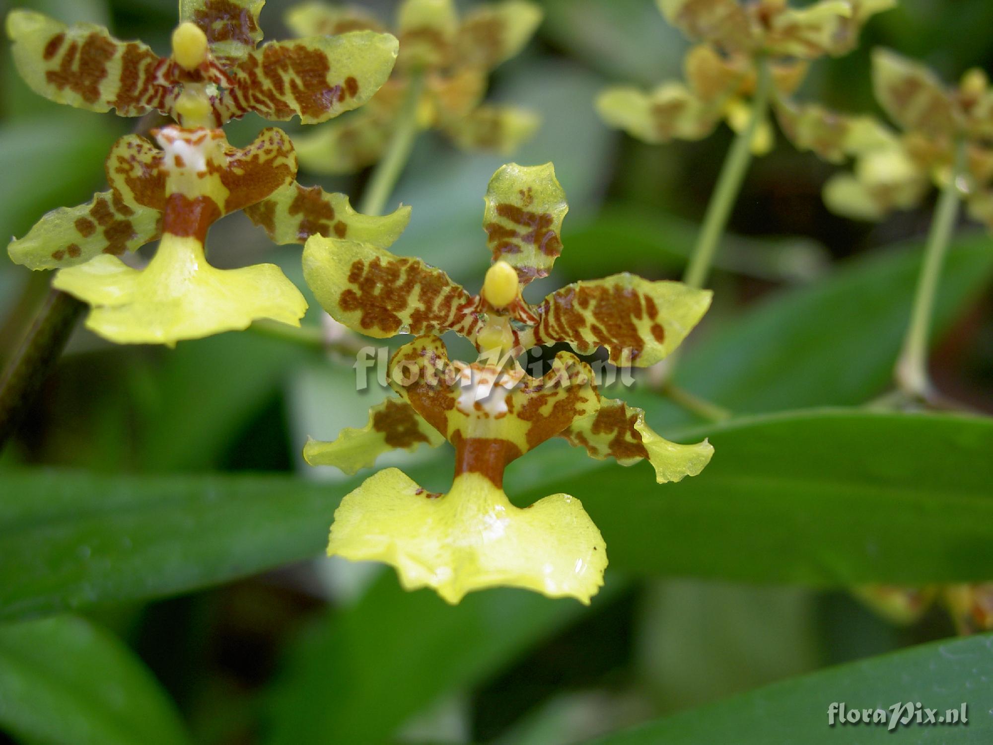 Oncidium altissimum