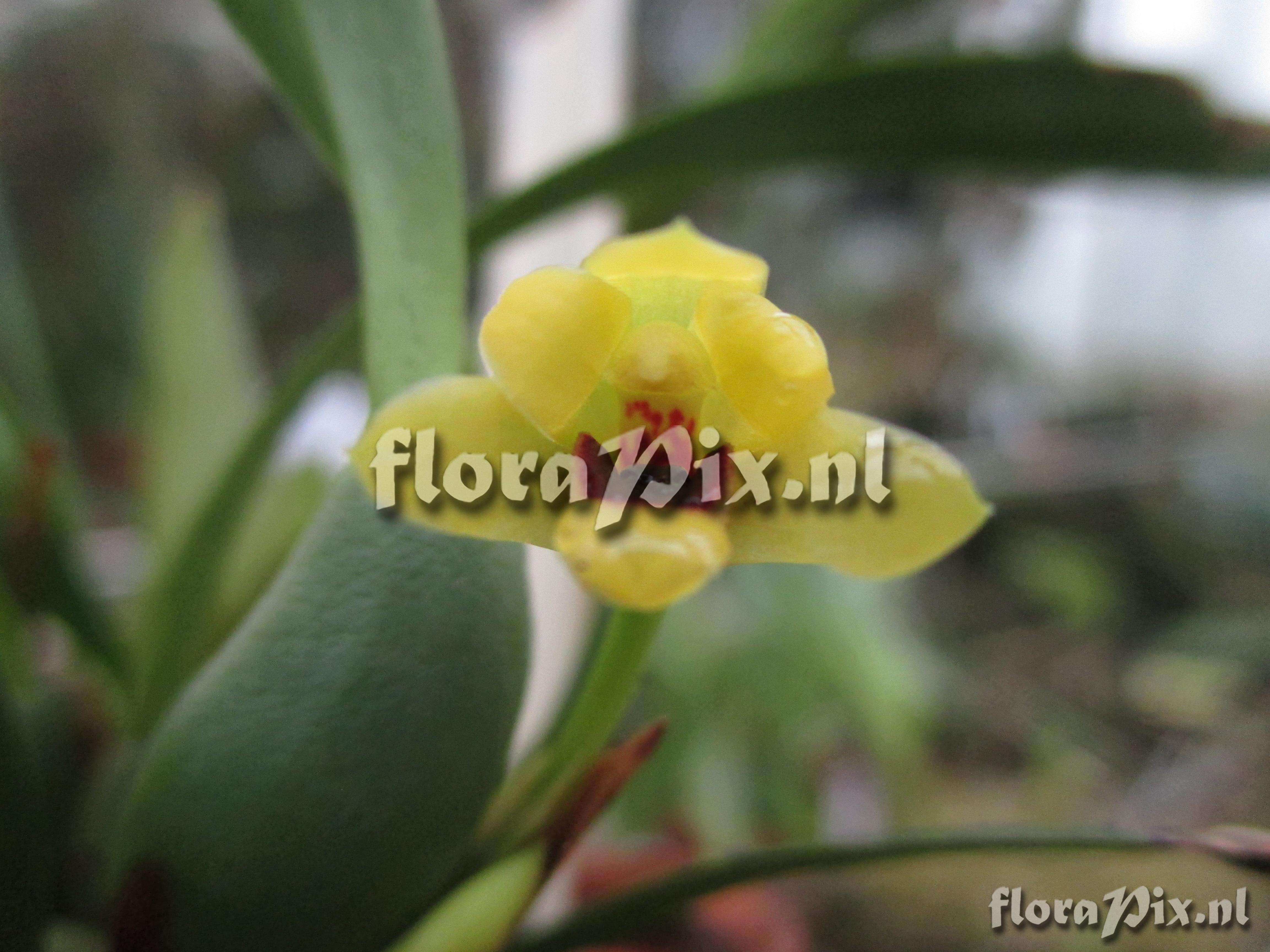 Maxillaria variabilis