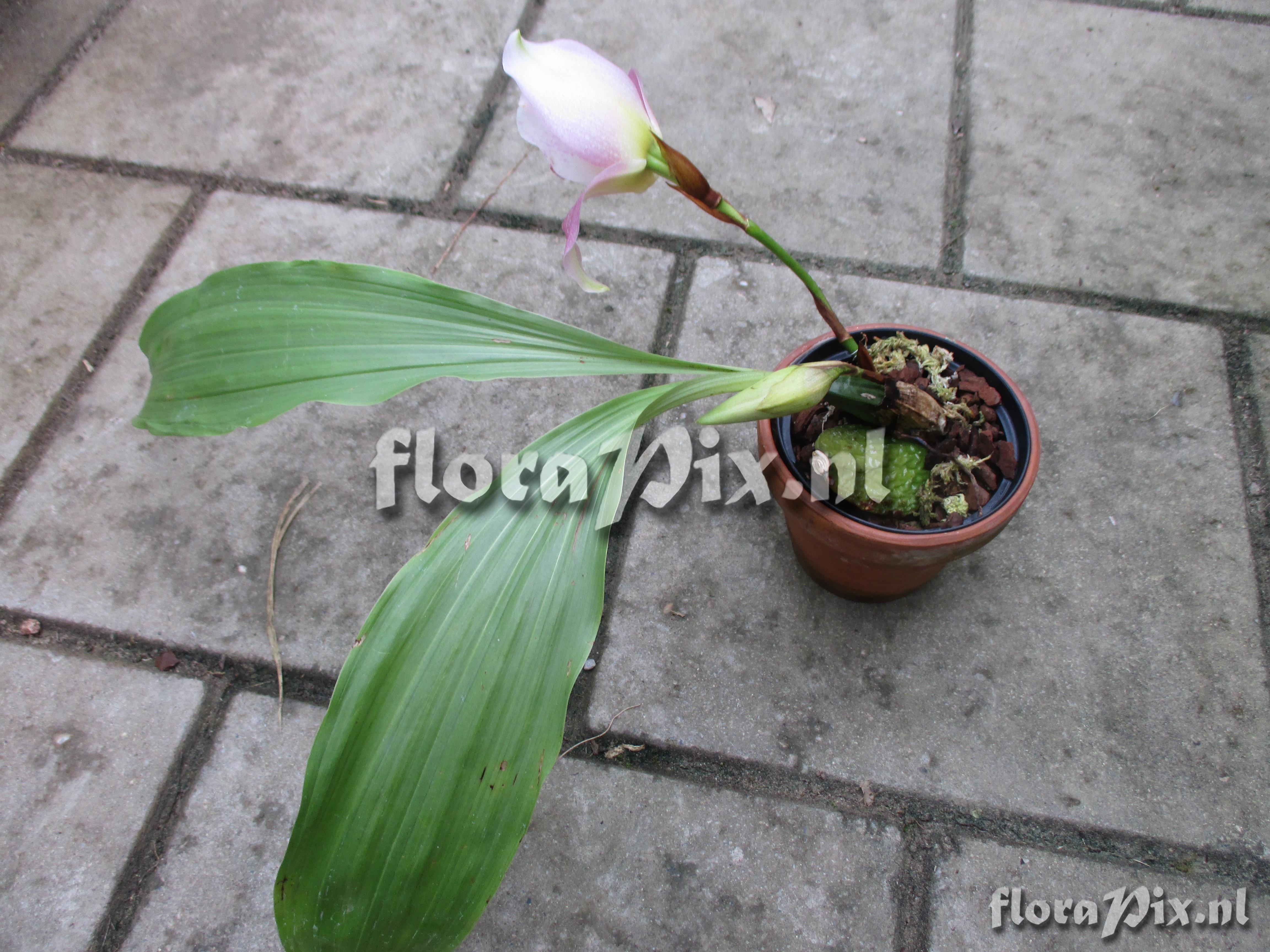 Lycaste Mercury 