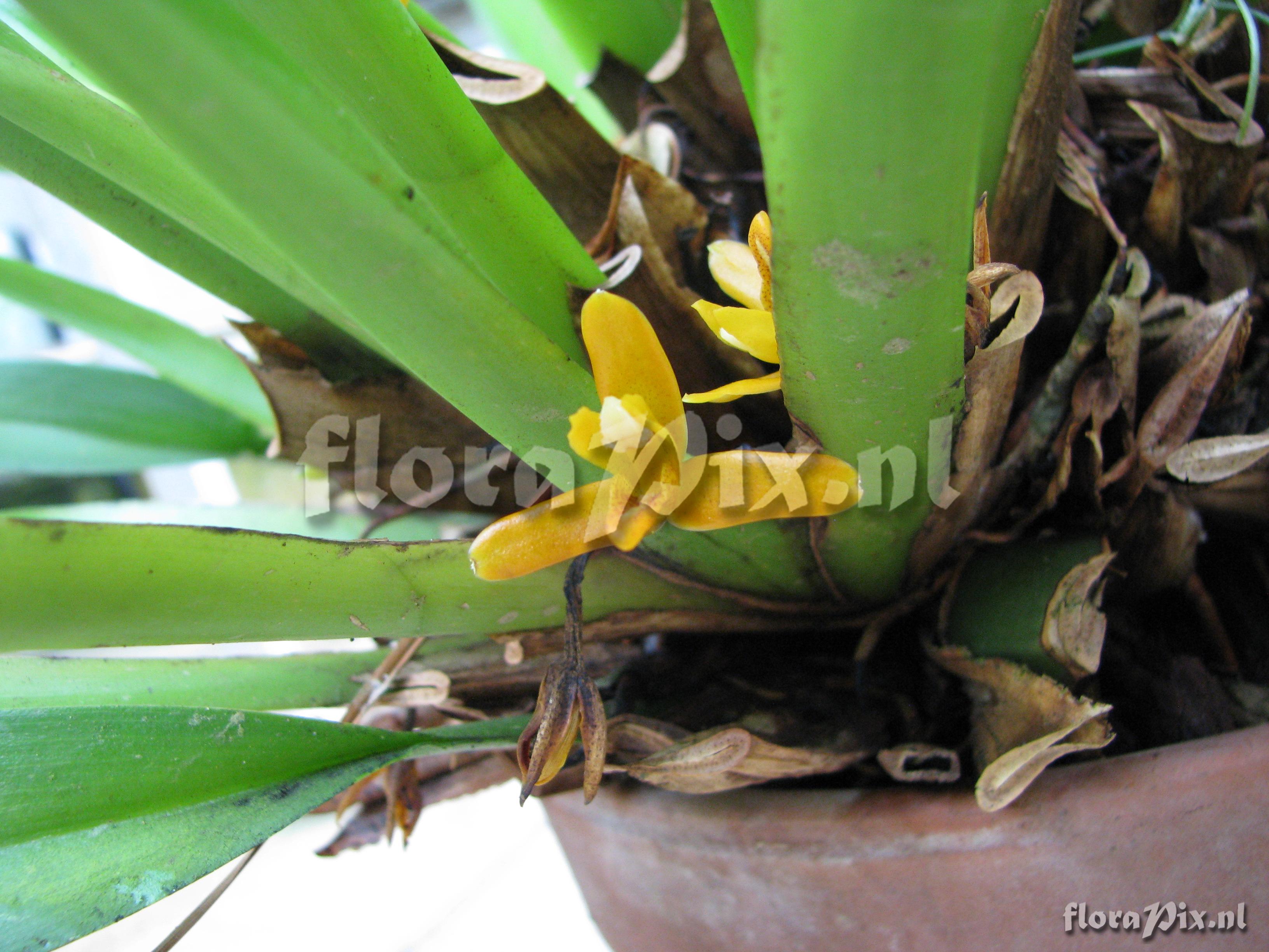 Maxillaria discolor ZW11736 E