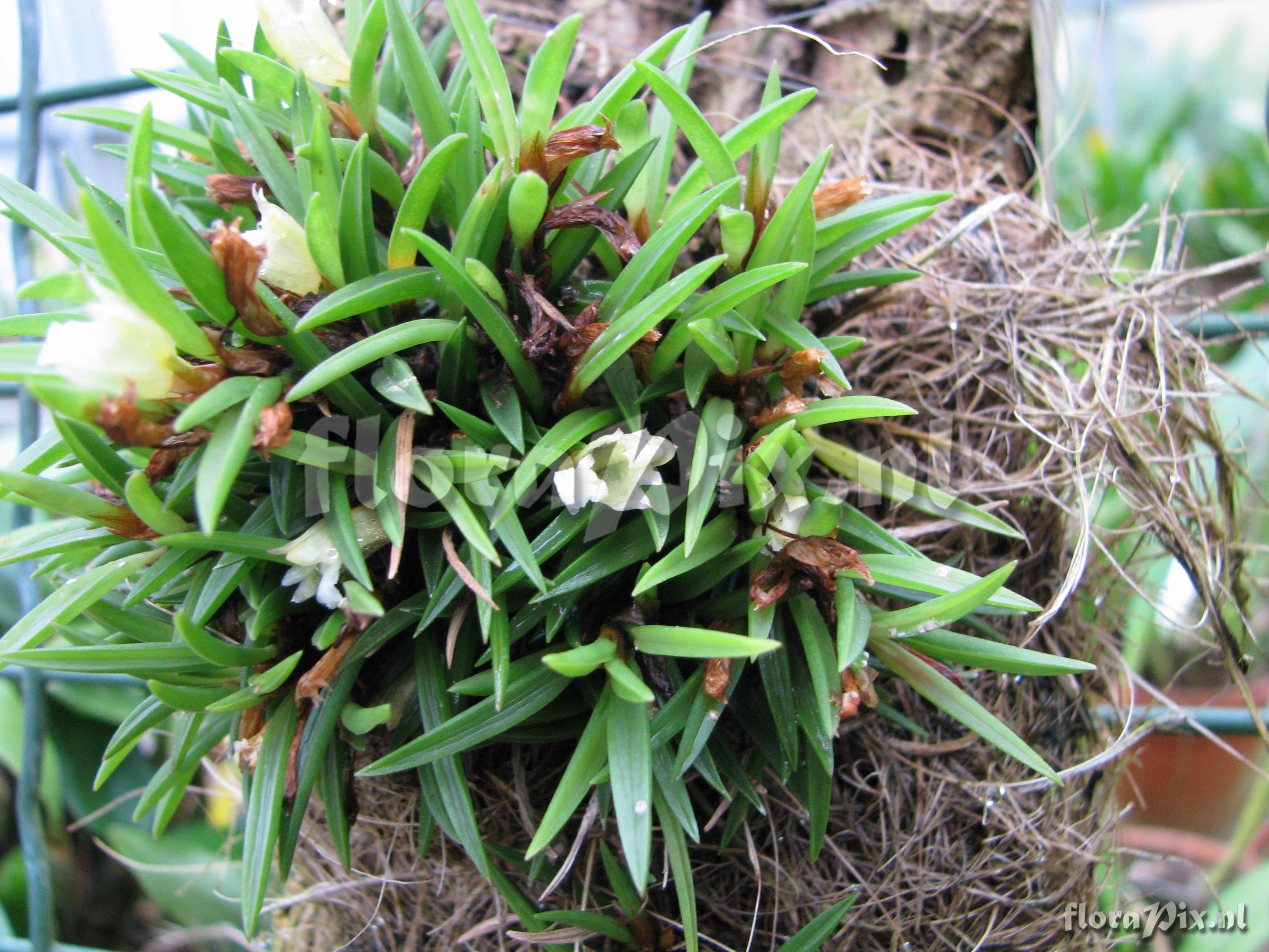 Maxillaria uncata 02ZW00932 -G