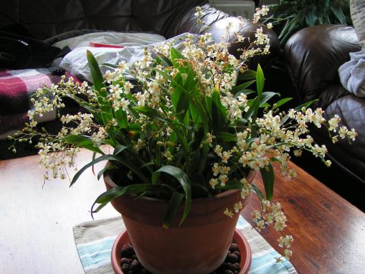 Cultivar Oncidium Twinkle 'sweet fragrance'