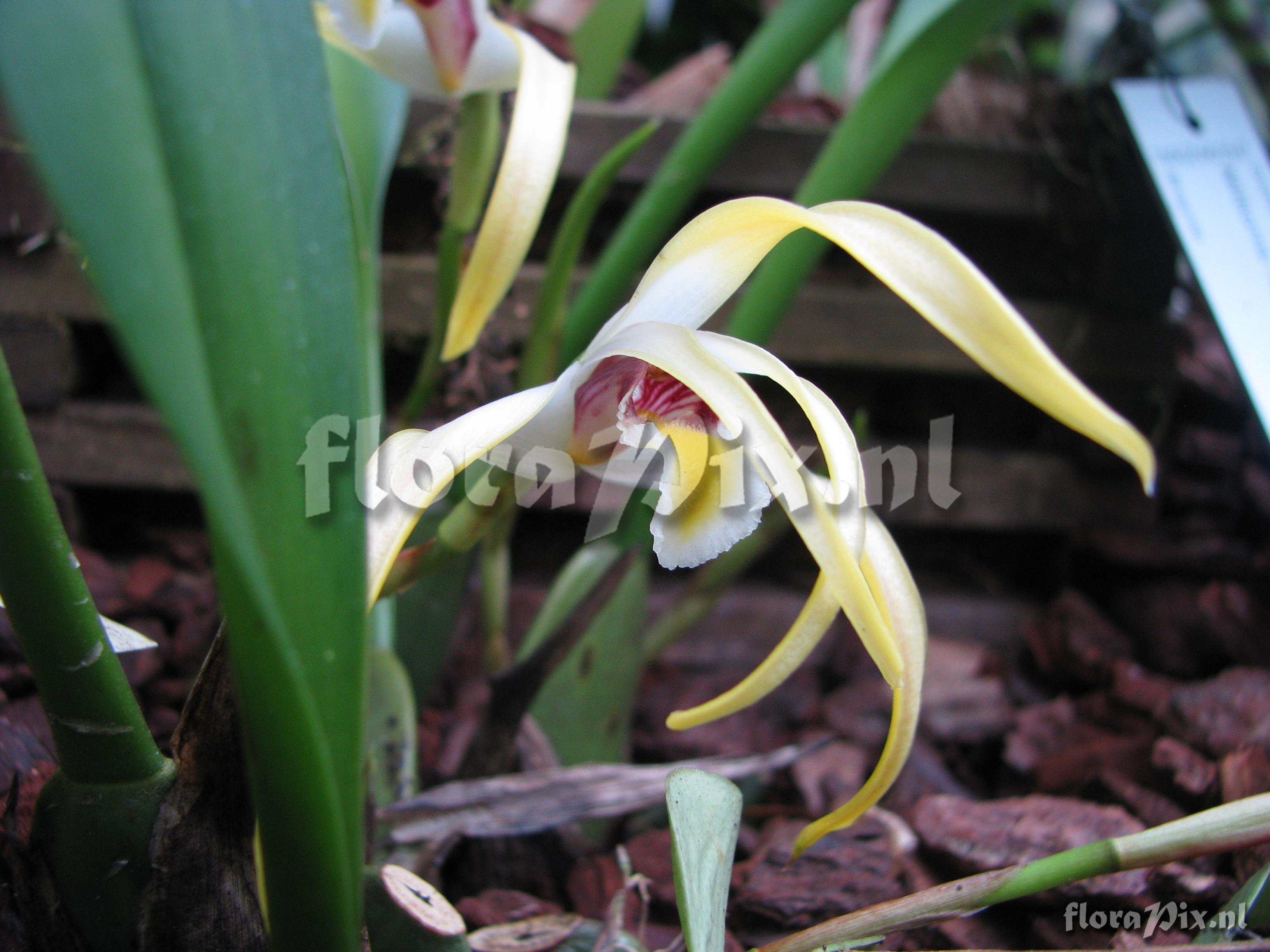 Maxillaria lujteograndiflora