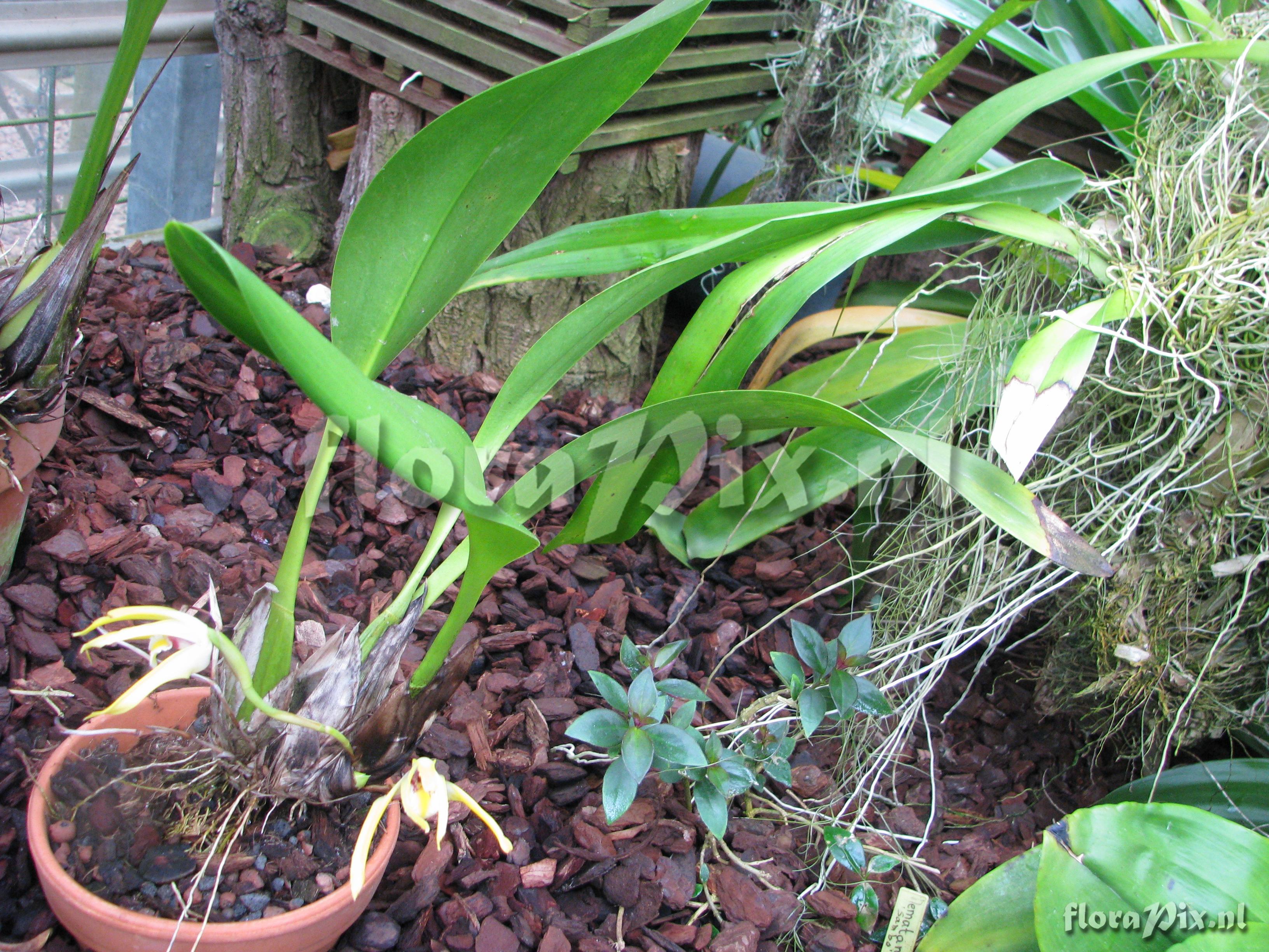 Maxillaria setigera