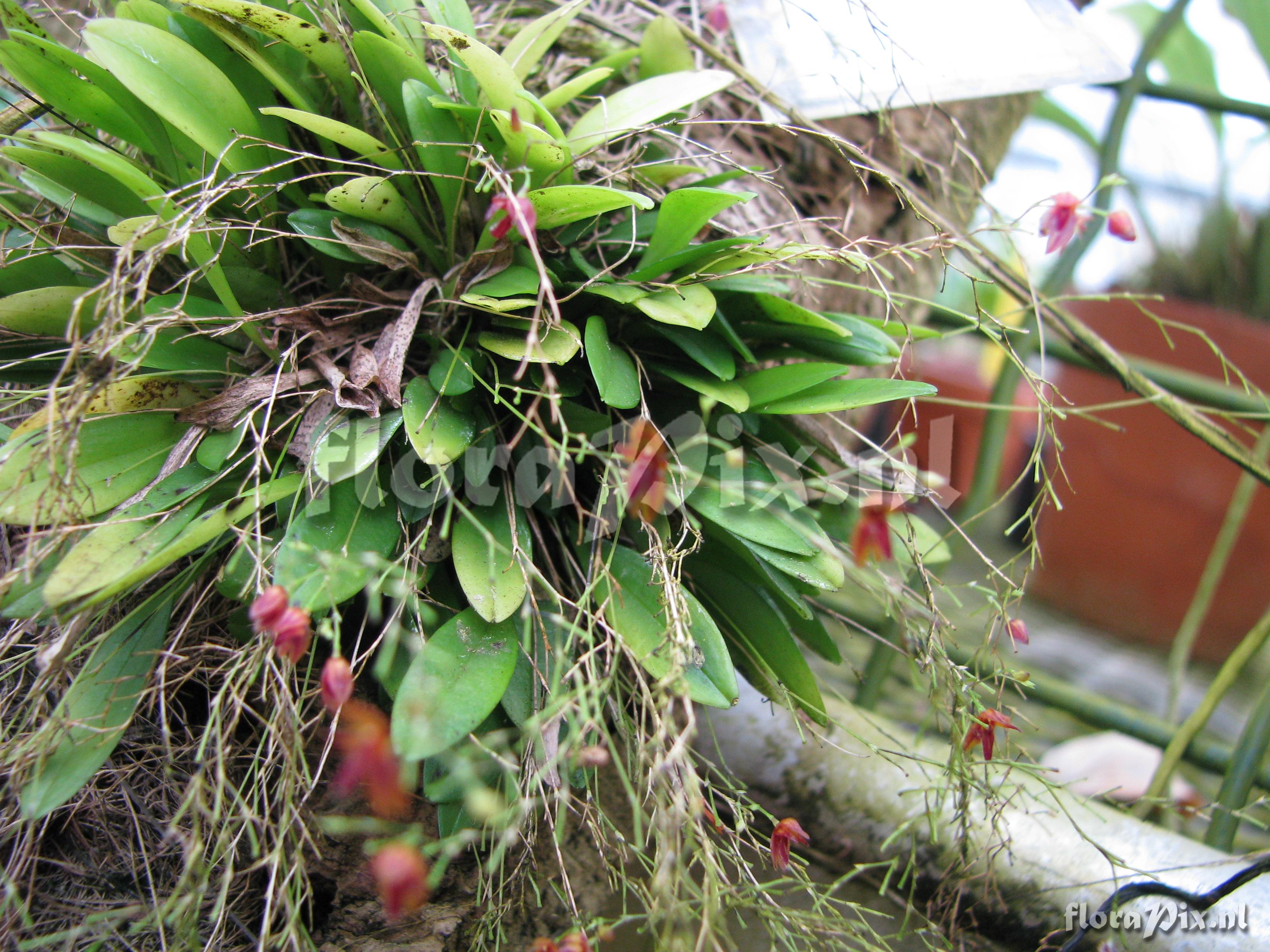 Lepanthes spec.