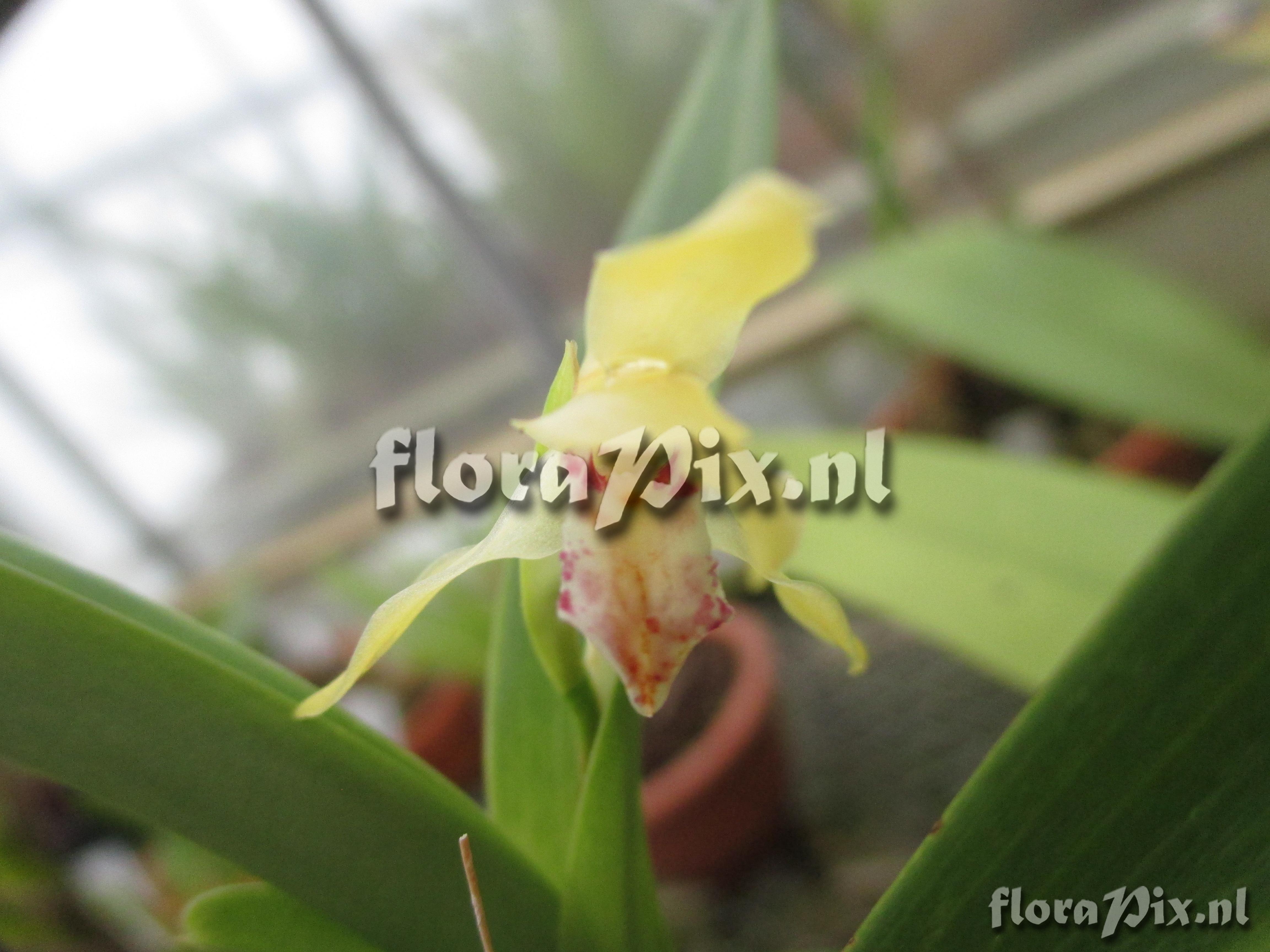 Maxillaria imbricata