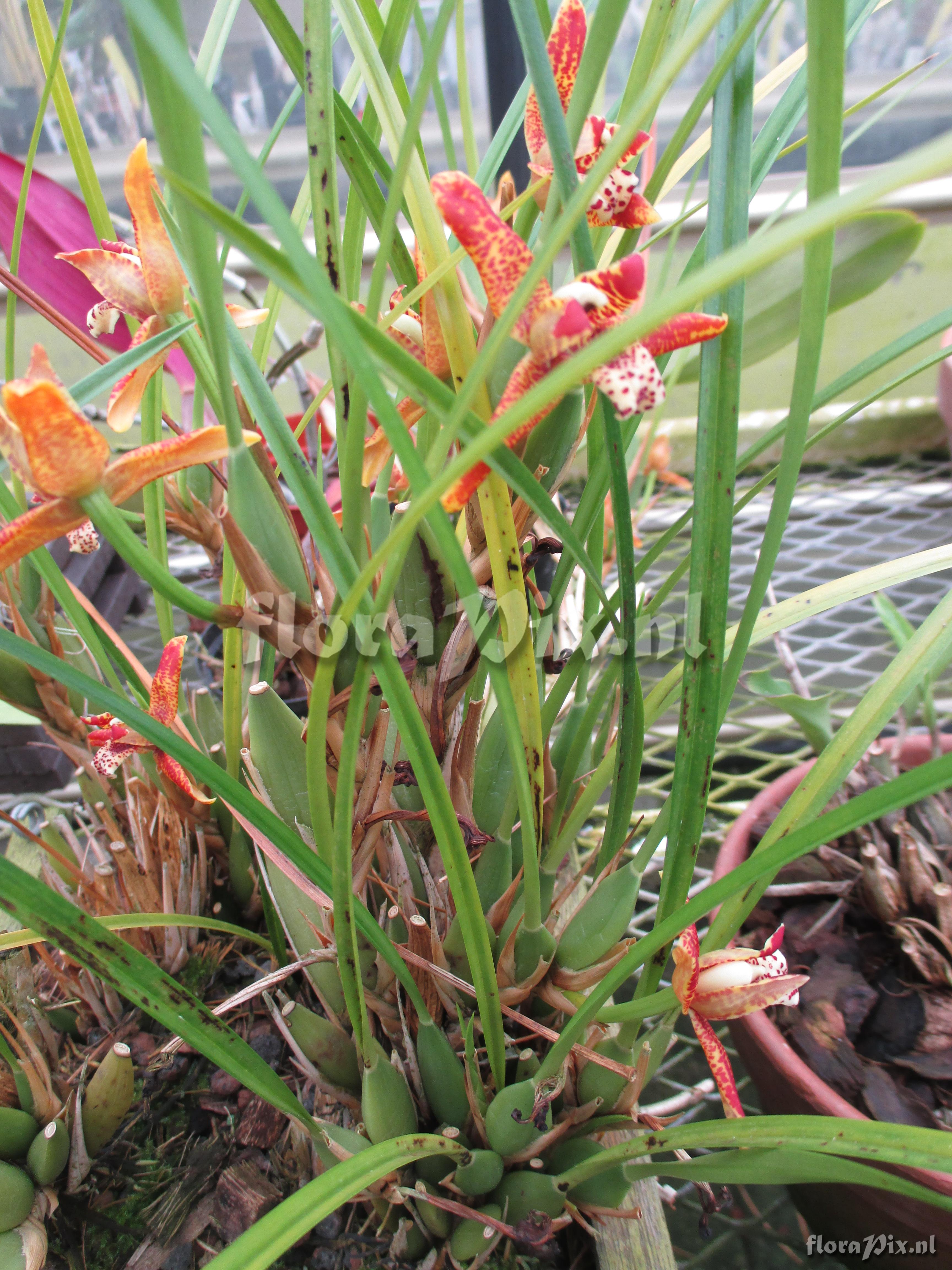 Maxillaria tenuifolia