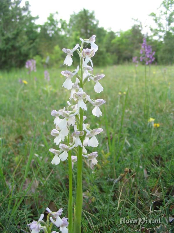 Orchis morio v. alba