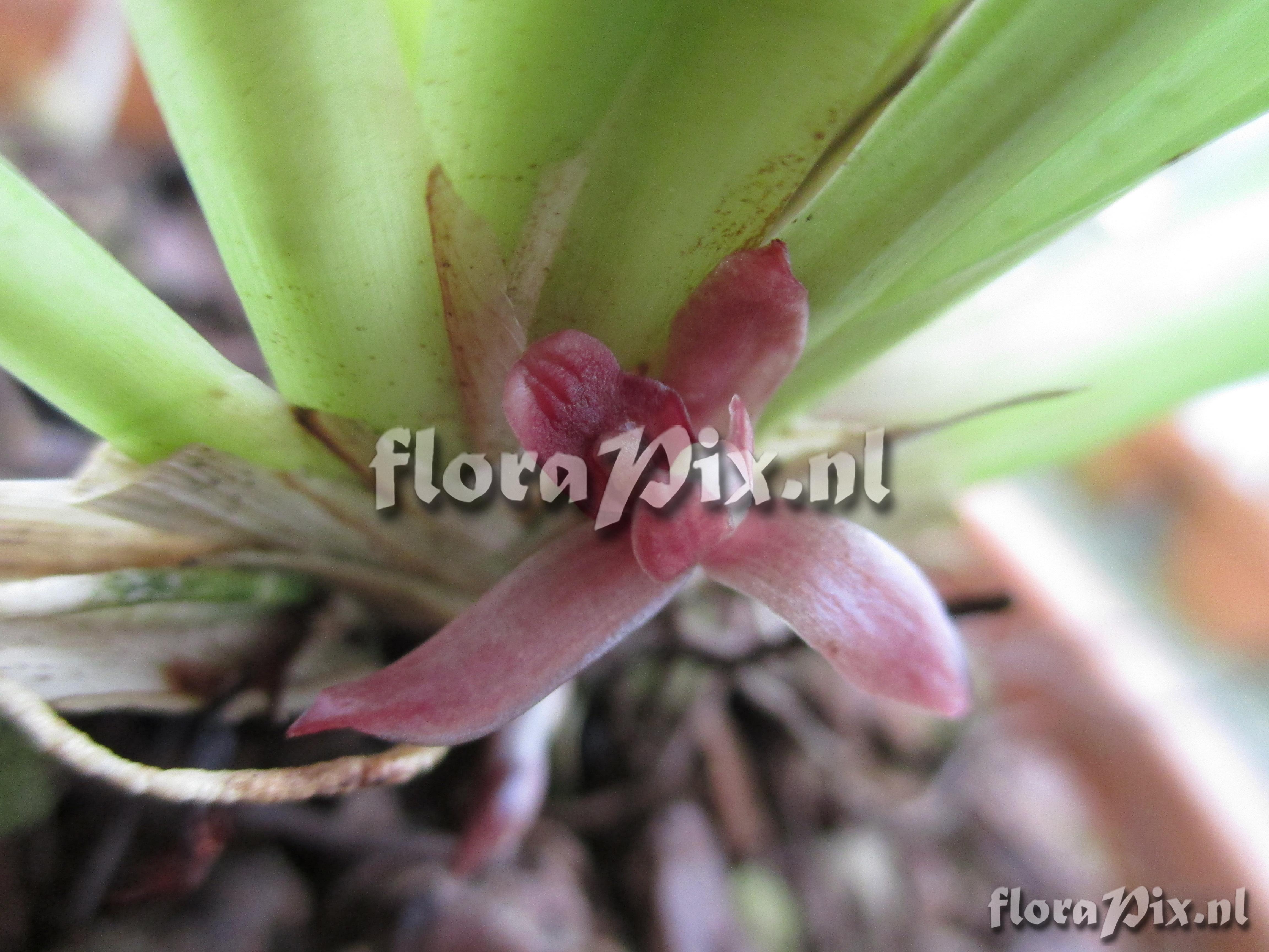 Maxillaria bicallosa