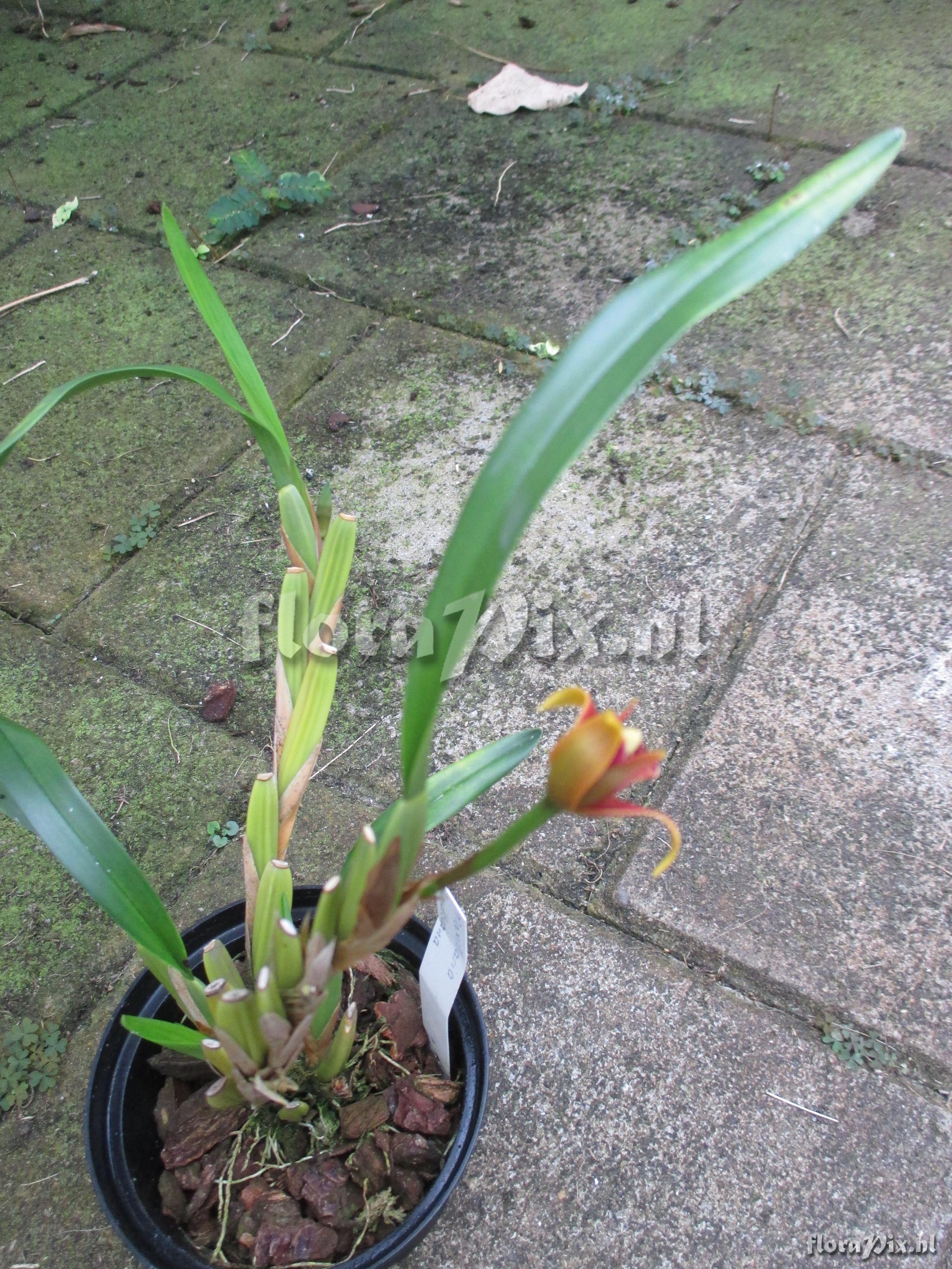 Maxillaria houtteana