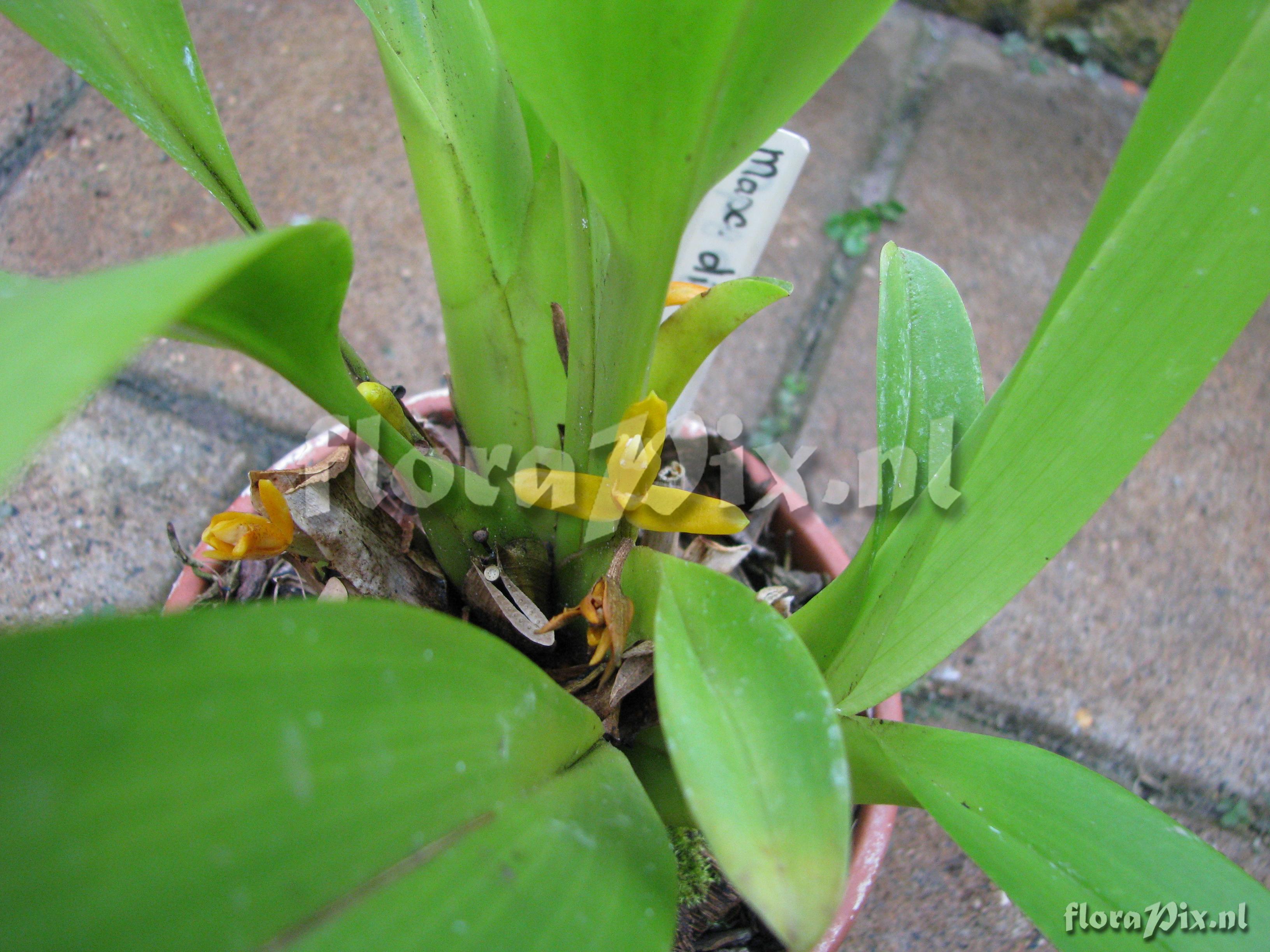 Maxillaria discolor