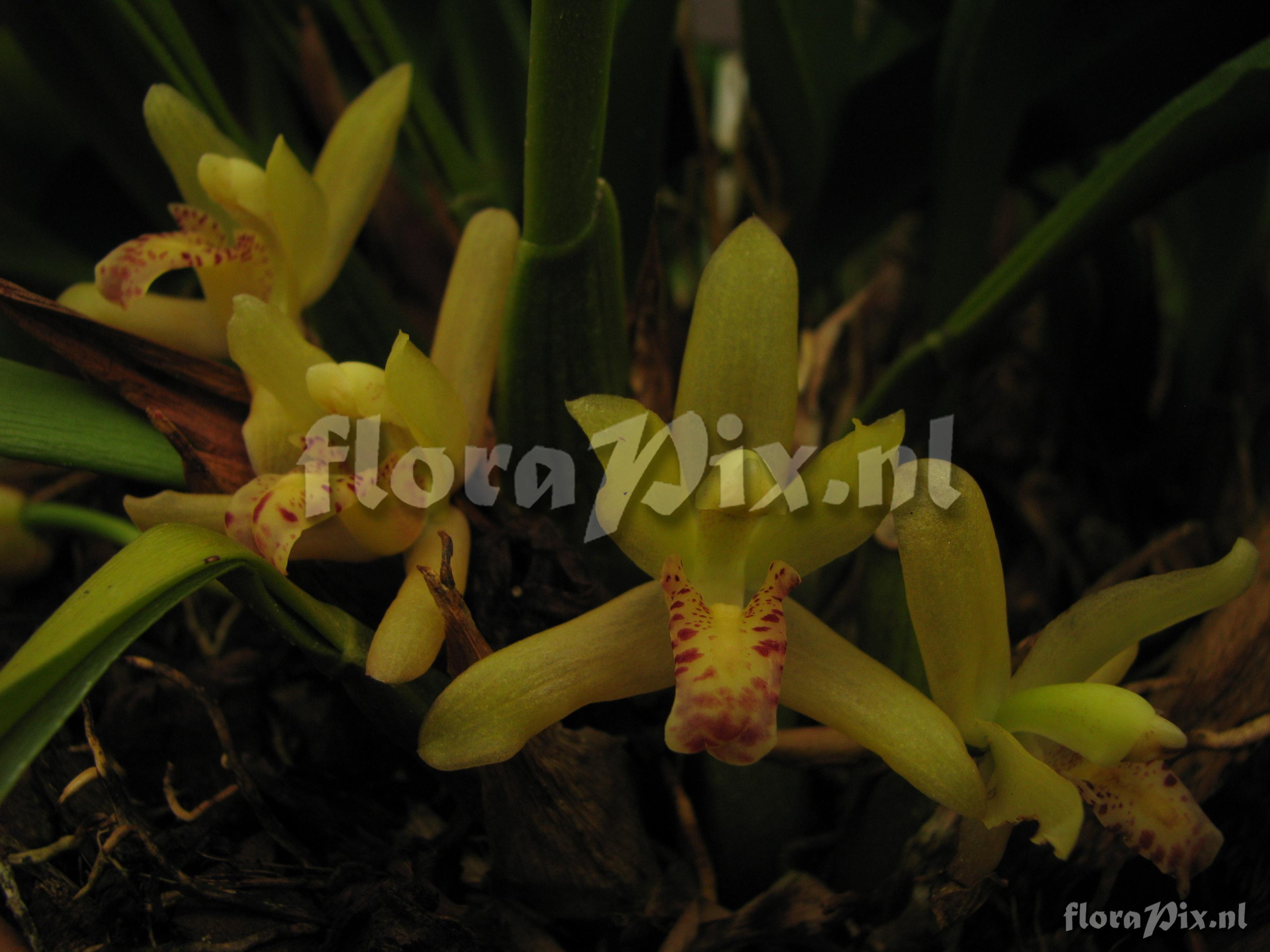 Maxillaria rufescens