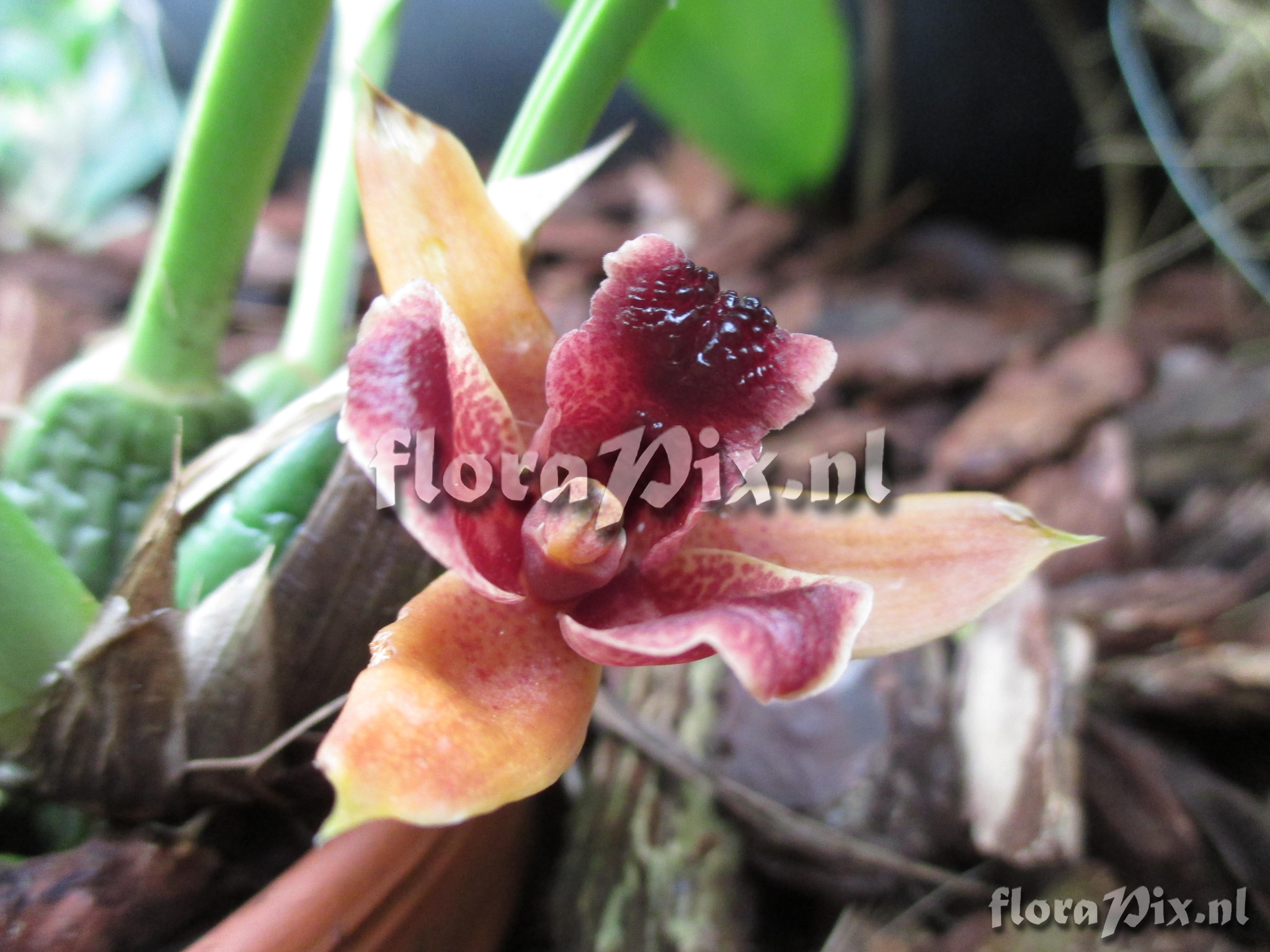 Maxillaria auyantepuiensis