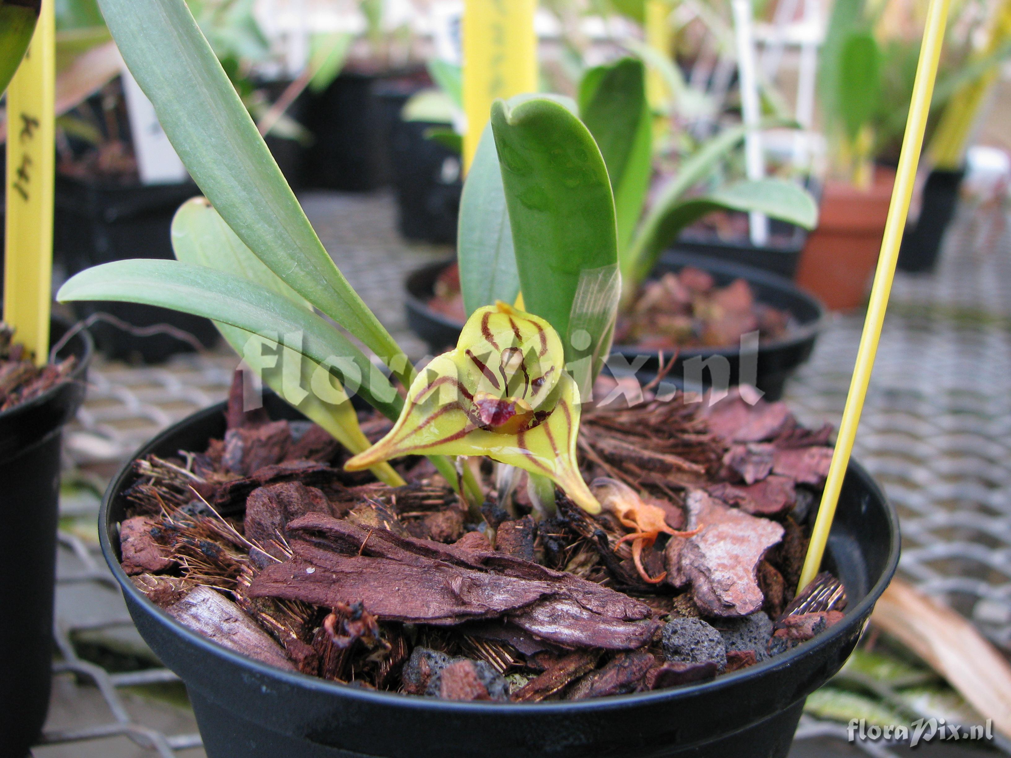 Masdevallia murex