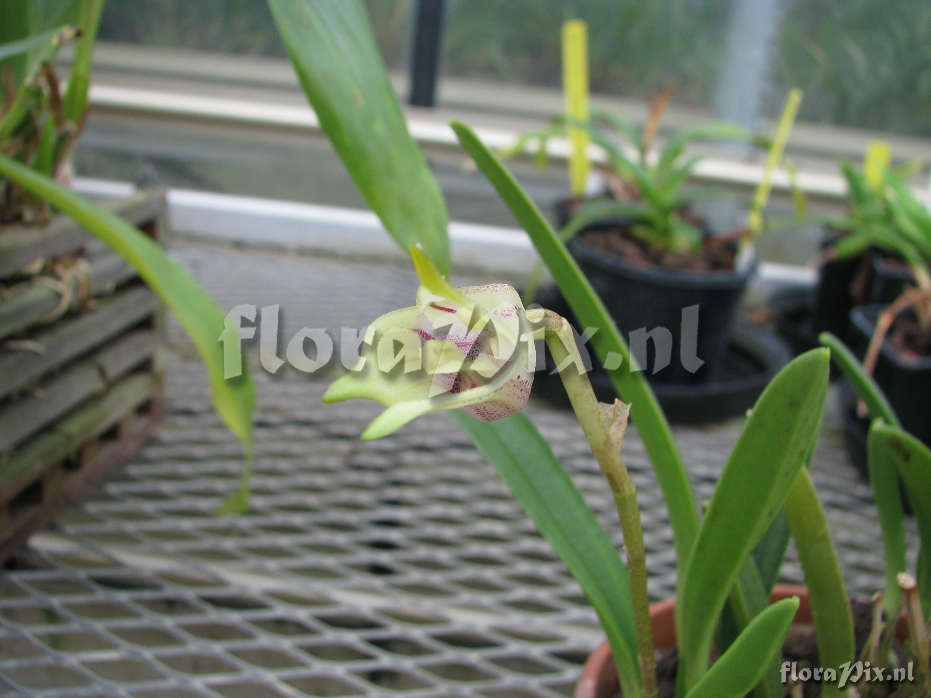 Masdevallia coriacea