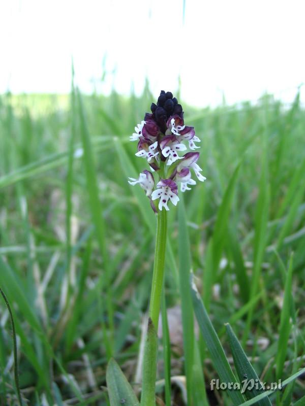 Orchis ustulata