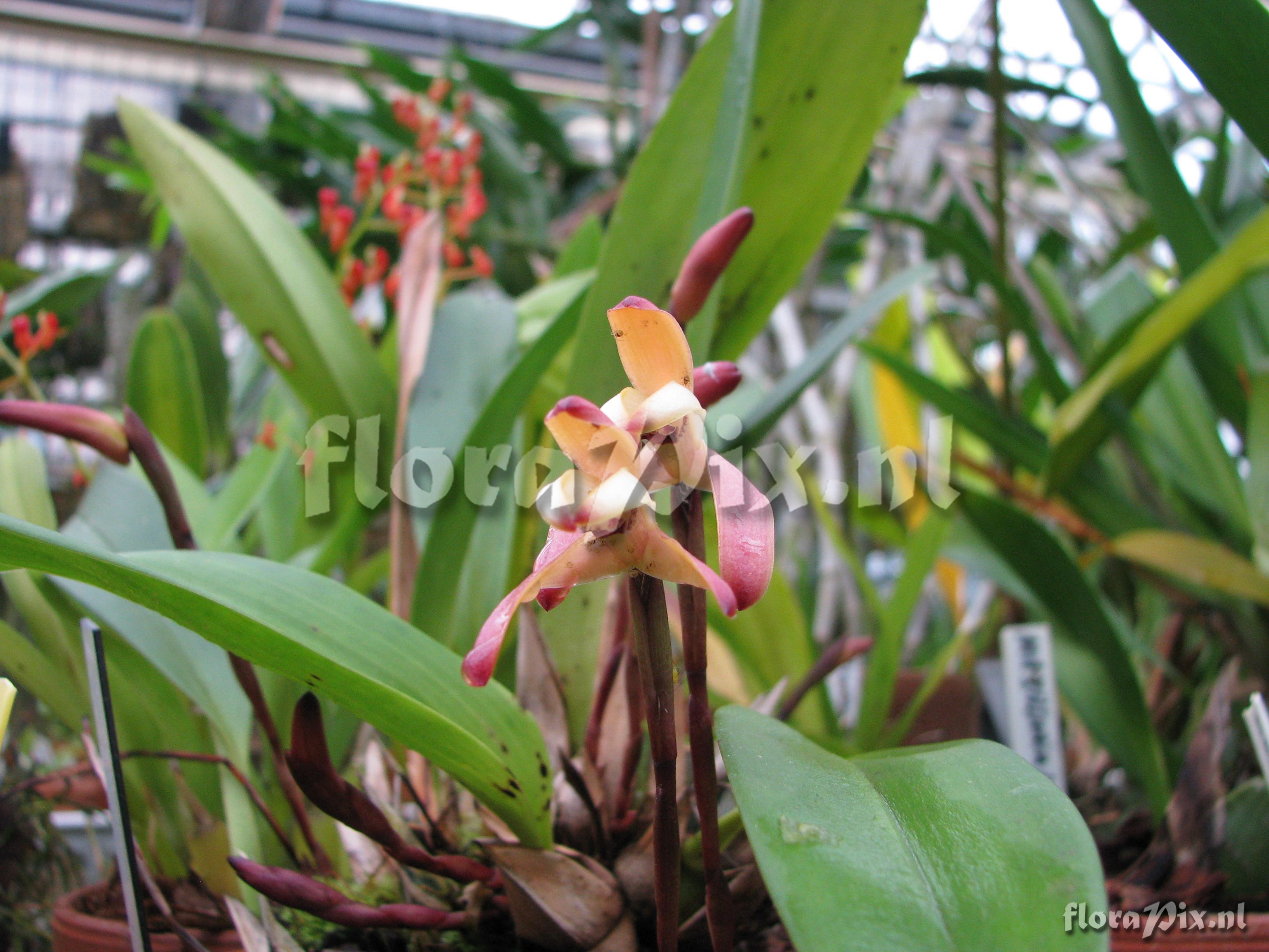 Maxillaria porrecta