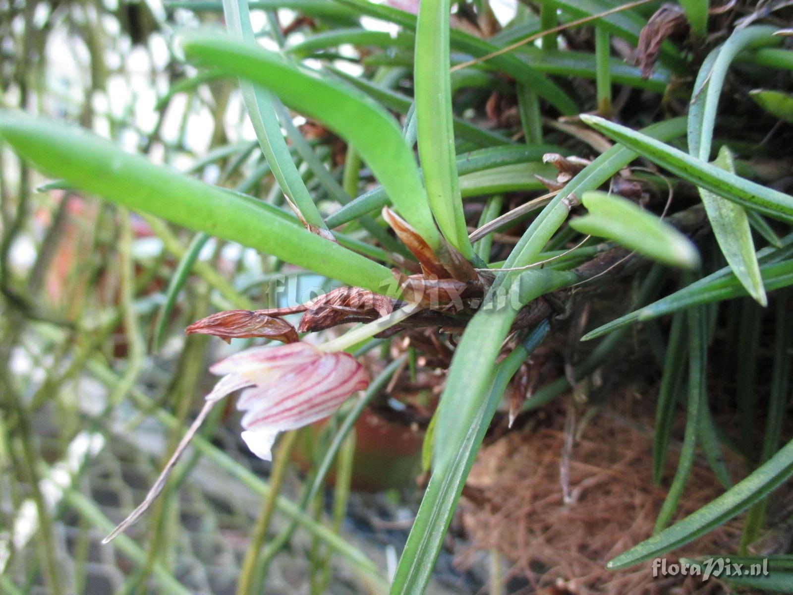 Maxillaria uncata