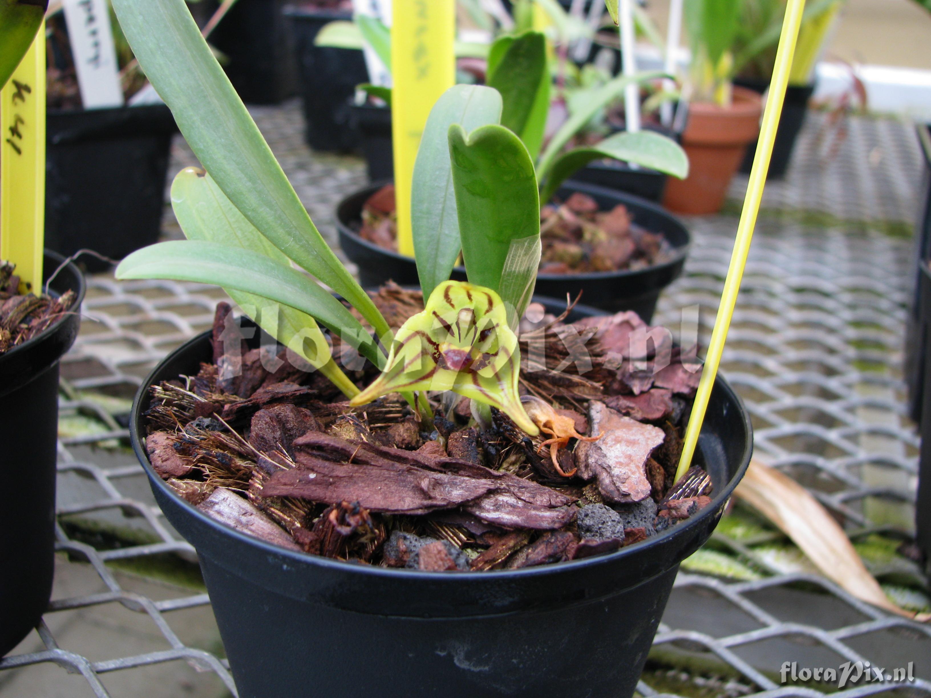 Masdevallia murex