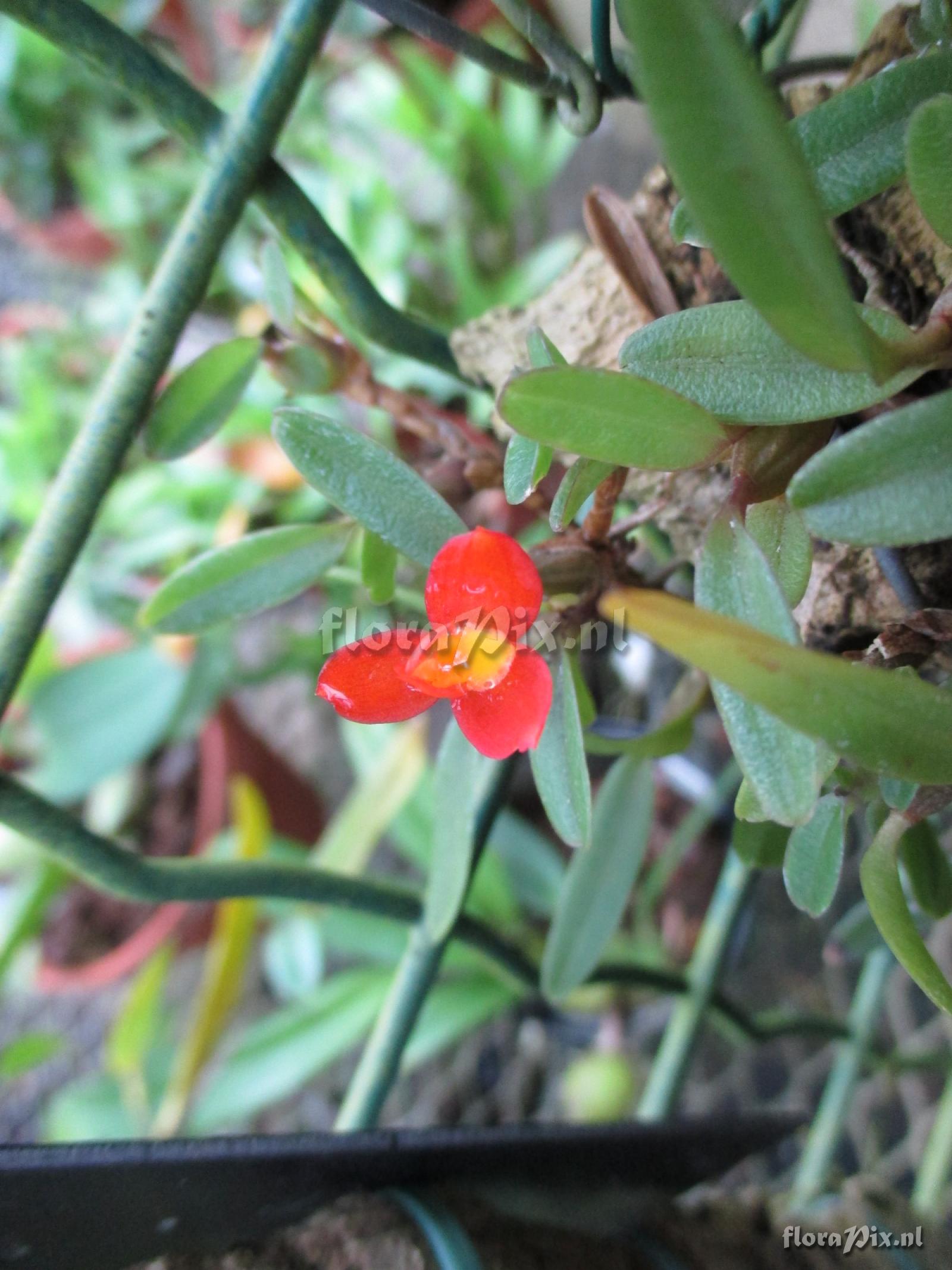 Maxillaria sophronitis