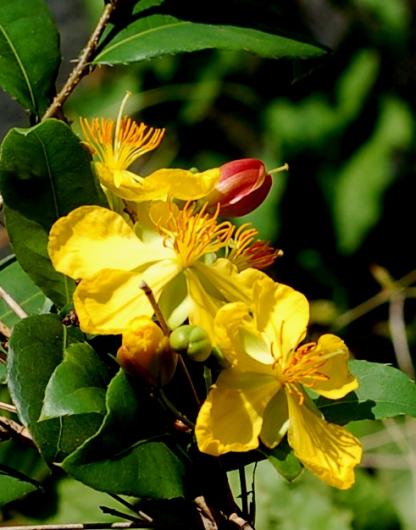 Flowers of Ochna sp.