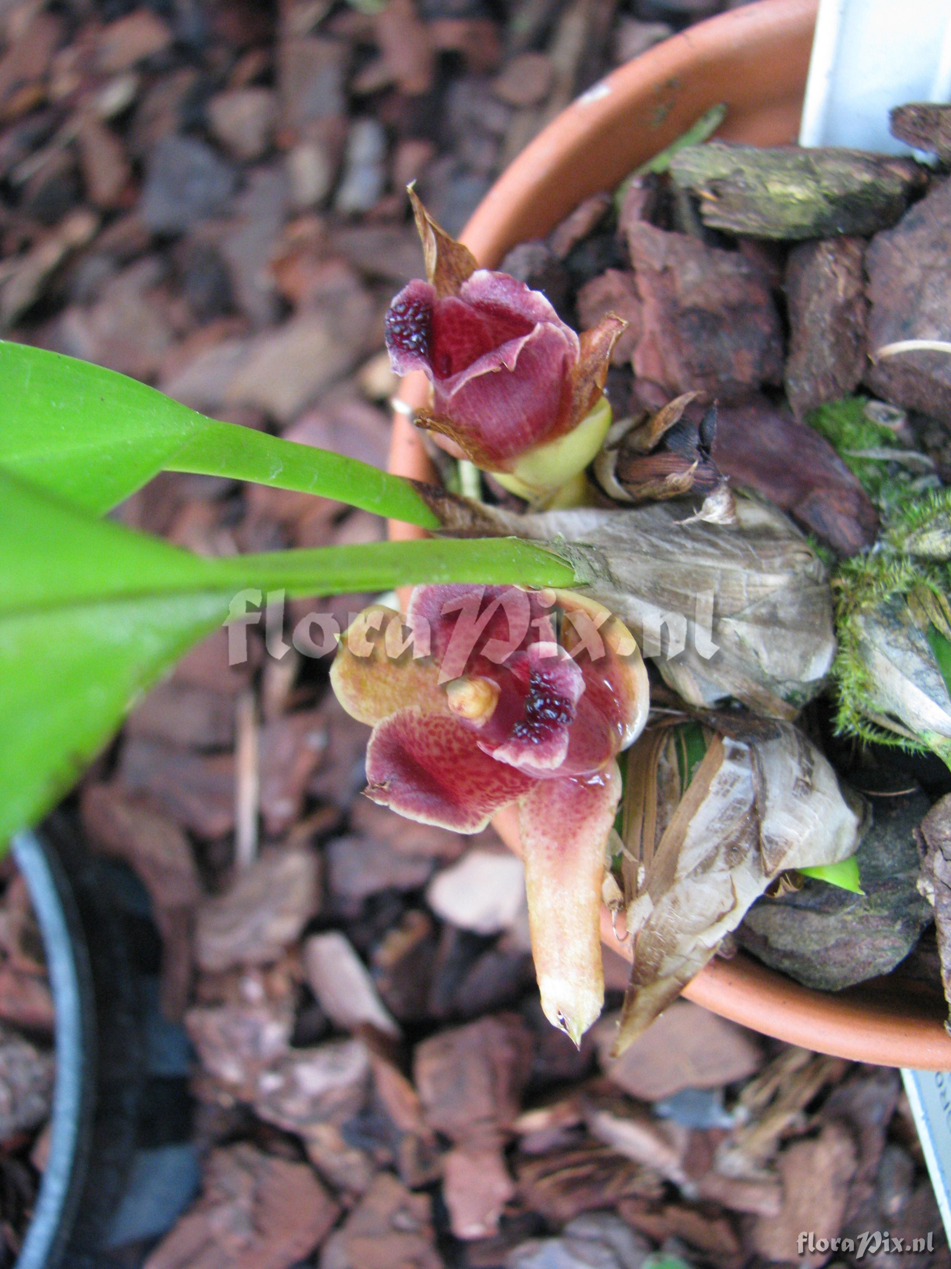 Maxillaria auyantepuiensis