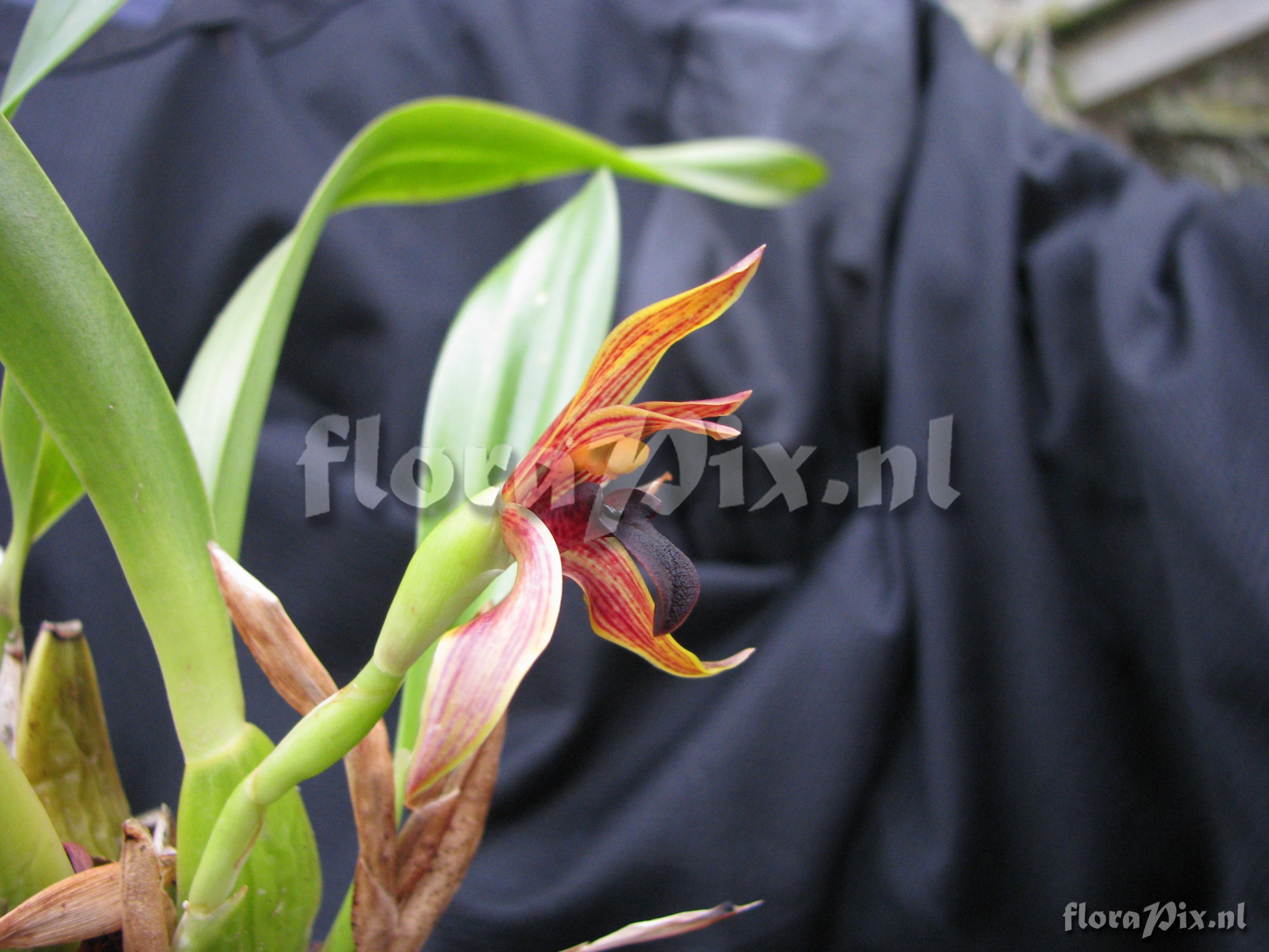 Maxillaria hematoglossa