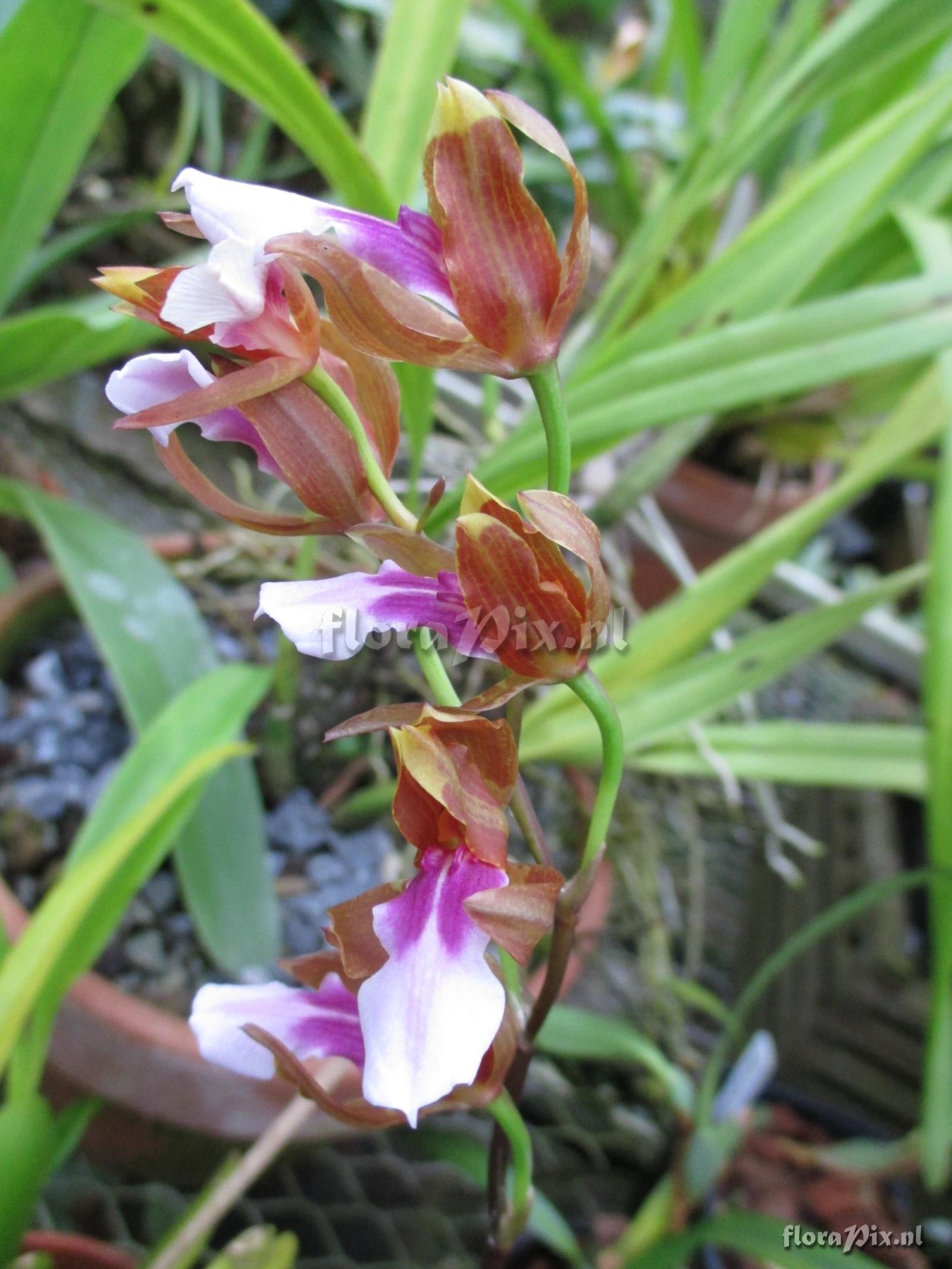 Miltonia russelliana