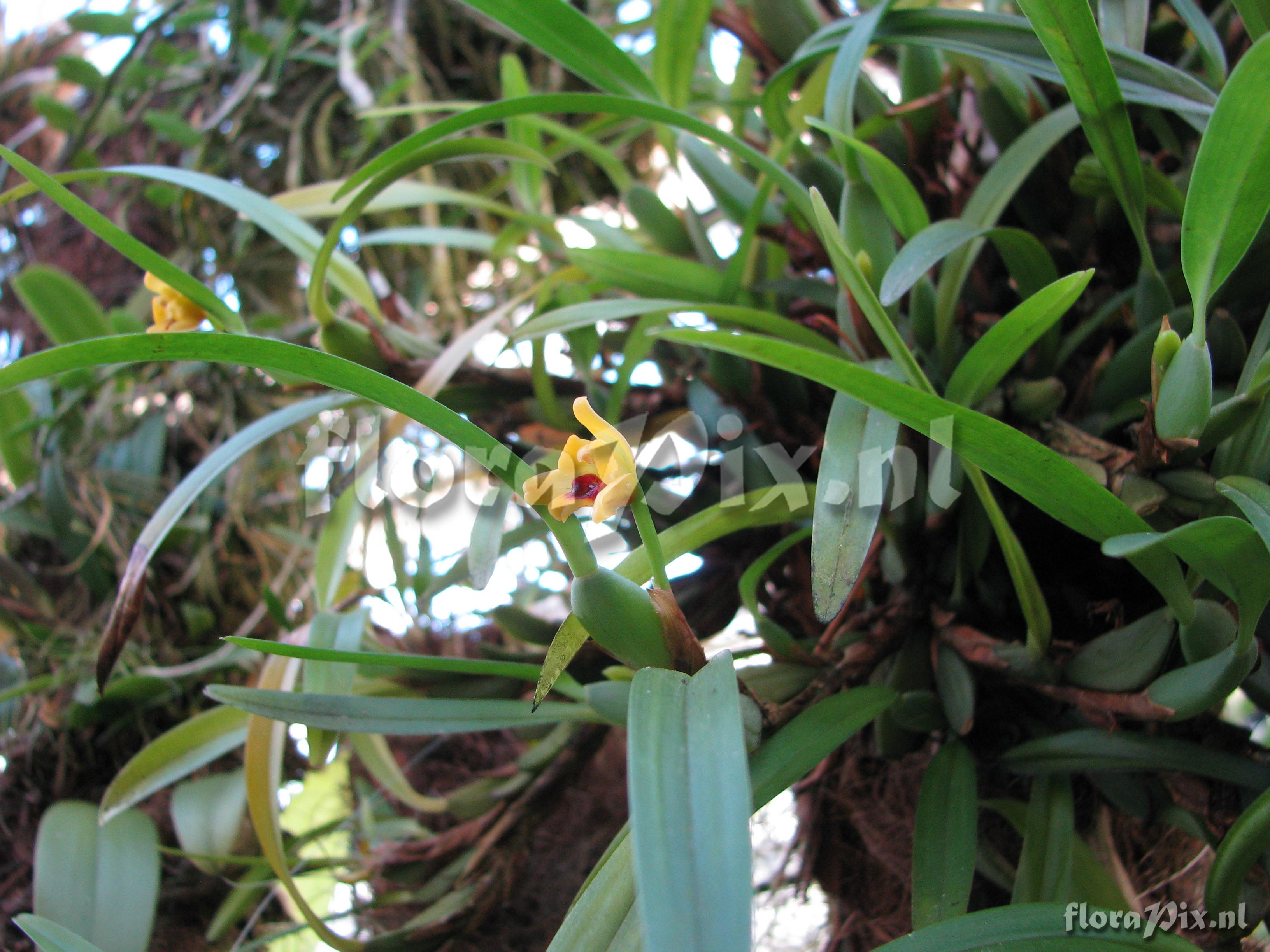 Maxillaria variabilis